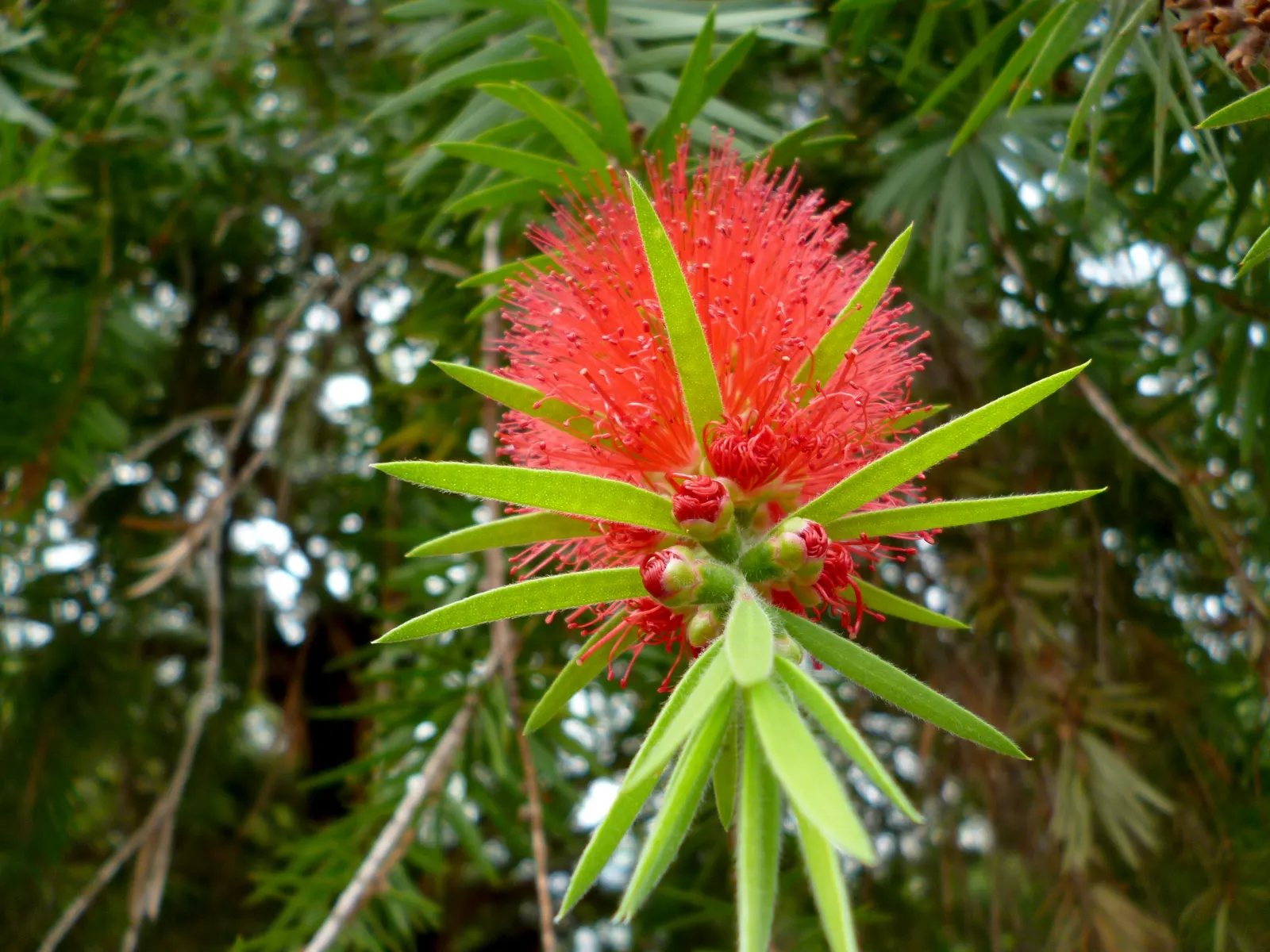 Cajeput (Melaleuca Quinquenervia) — tolerating both drought and flooding
