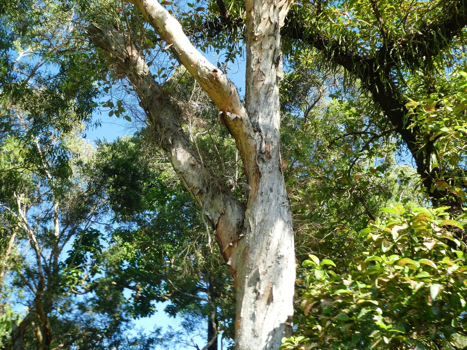 Cajeput (Melaleuca Quinquenervia) — well-drained sites.<br><br>Spring and summer bring forth a flush of bottlebrush-like; tree with white blooms