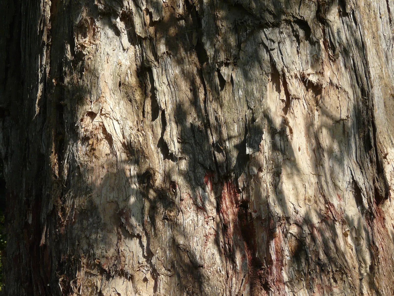 Cajeput (Melaleuca Quinquenervia) — making them suitable as specimen trees or for creating natural screens; scientifically known as Melaleuca, image 77