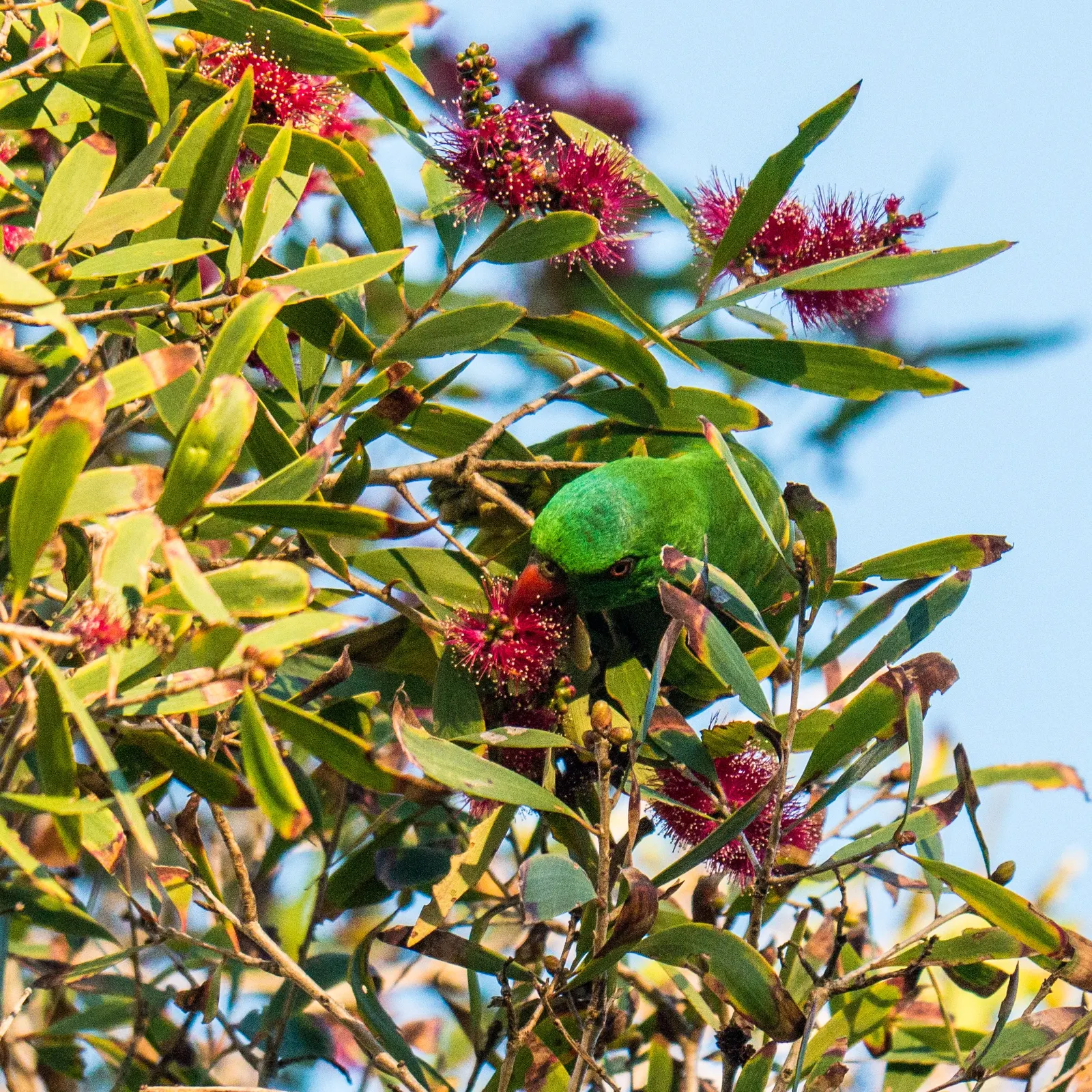 Cajeput (Melaleuca Quinquenervia) — The profuse white, brush-like flowers attract pollinators, enhancing ecological value and visual interest; as the Cajeput