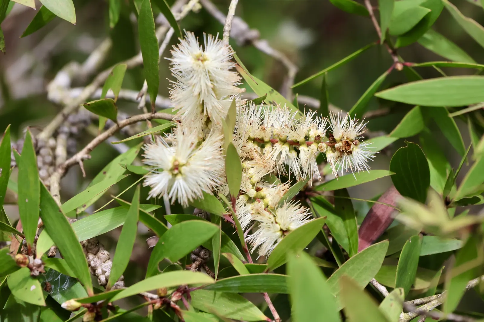 Cajeput (Melaleuca Quinquenervia) — though it has an affinity for sunny; especially in wetter climates.<br><br>When incorporating this species into, image 79
