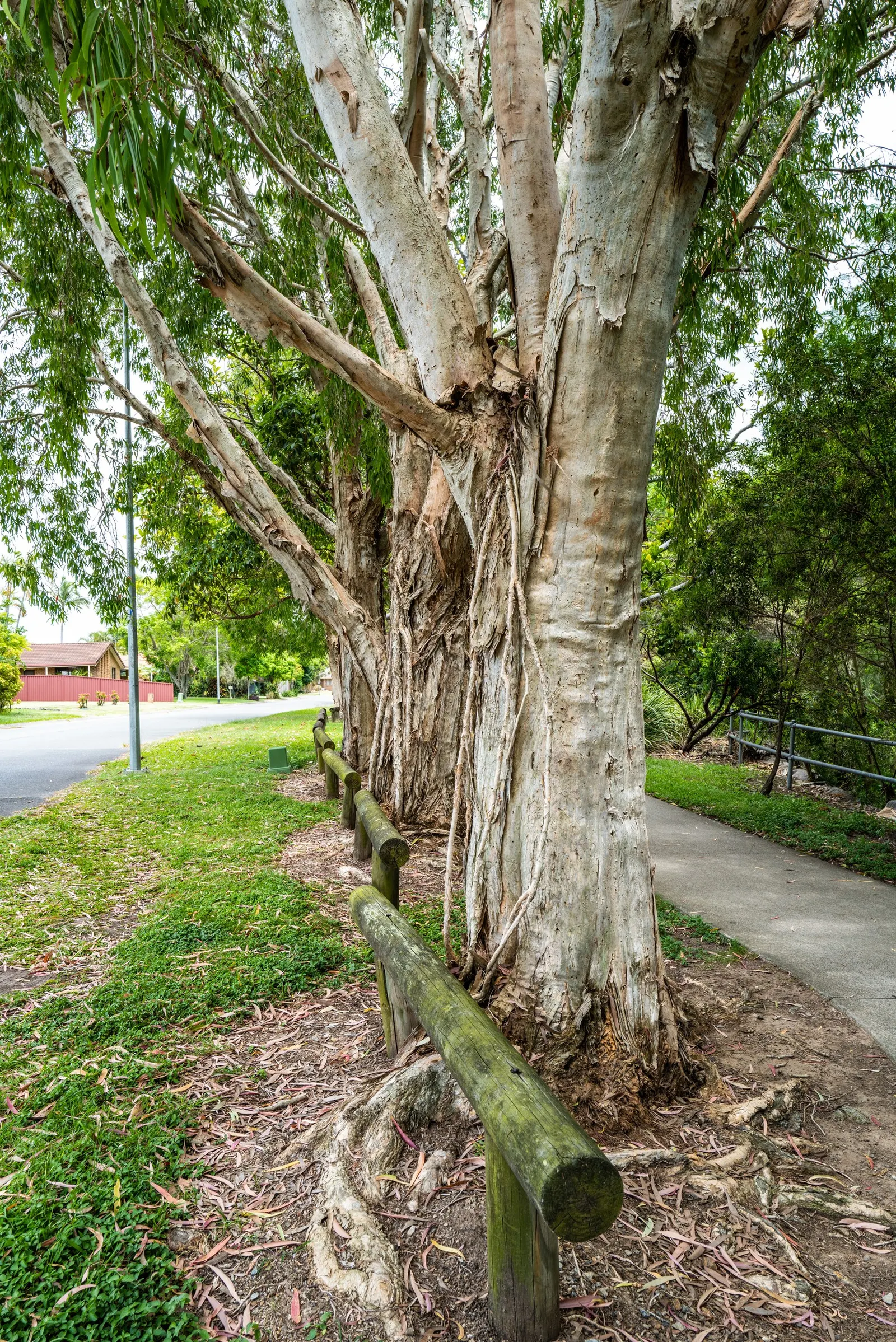 Cajeput (Melaleuca Quinquenervia) — originating from Australia and thriving in USDA zones 9 through 11; recognized for its paperbark-esque trunk and leathery