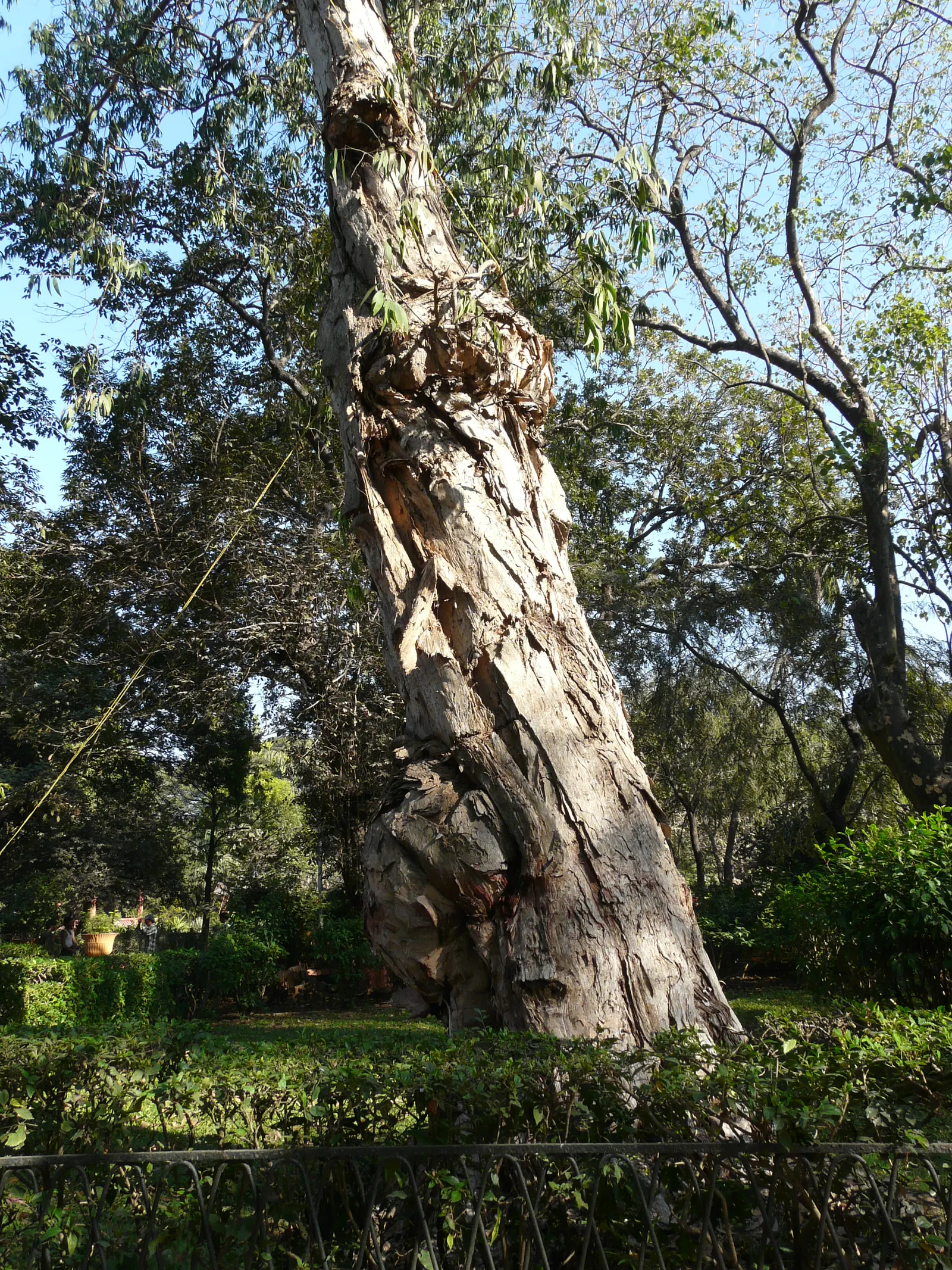 Cajeput (Melaleuca Quinquenervia) — with a canopy spread of up to 20 feet; reaches up to 40 feet tall, image 76