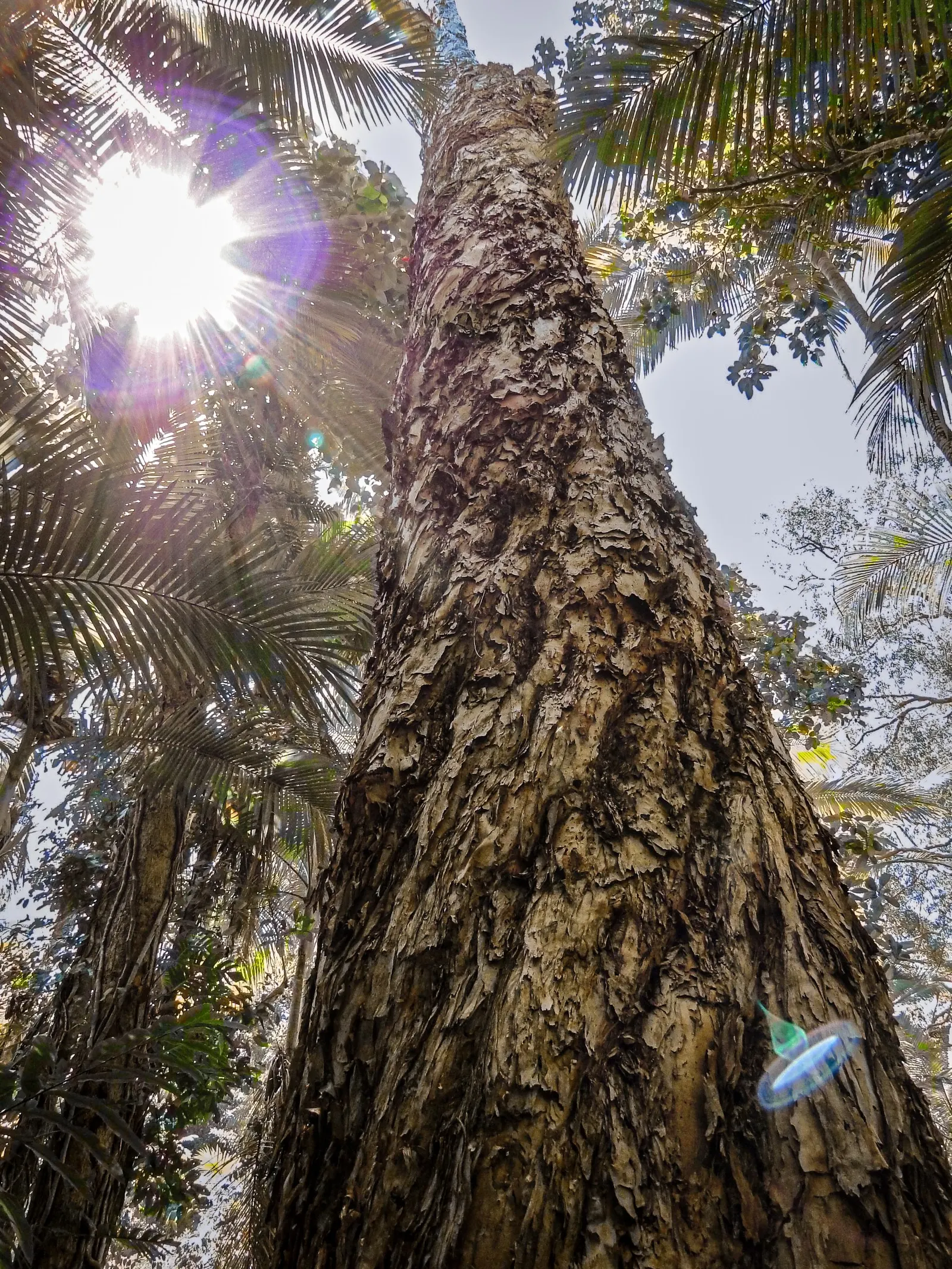 Cajeput (Melaleuca Quinquenervia) — Its hardiness is reflected in its ability to withstand a variety of soil conditions