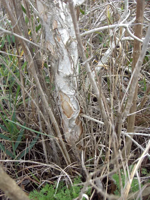 Cajeput (Melaleuca Quinquenervia) — well-drained sites.<br><br>Spring and summer bring forth a flush of bottlebrush-like