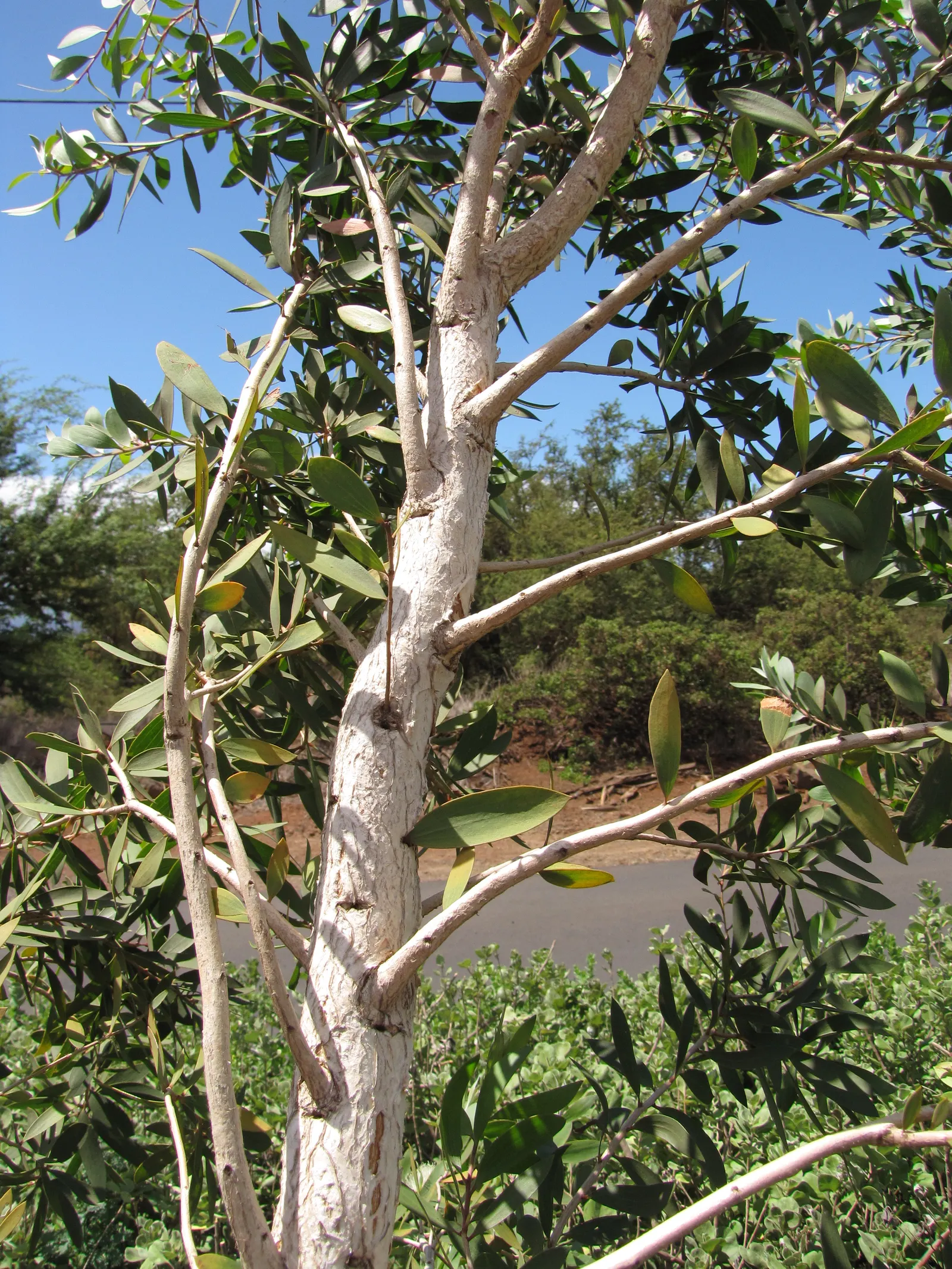 Cajeput (Melaleuca Quinquenervia) — reaches up to 40 feet tall; originating from Australia and thriving in USDA zones 9 through 11, image 64