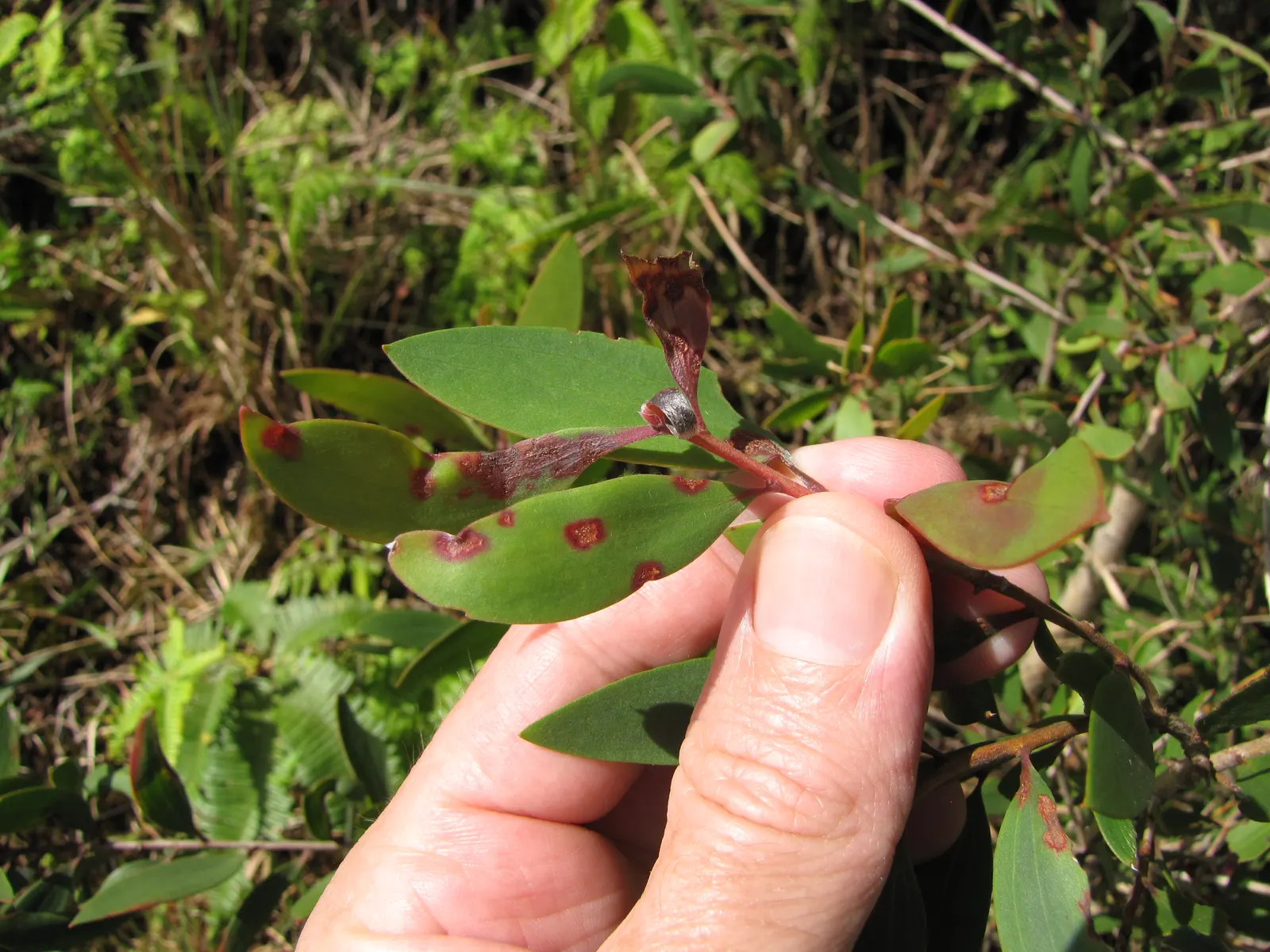 Cajeput (Melaleuca Quinquenervia) — making it an excellent choice for a resilient garden highlight; tolerating both drought and flooding
