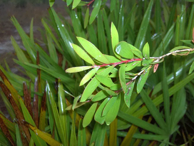 Cajeput (Melaleuca Quinquenervia) — which release a camphoraceous aroma when crushed
