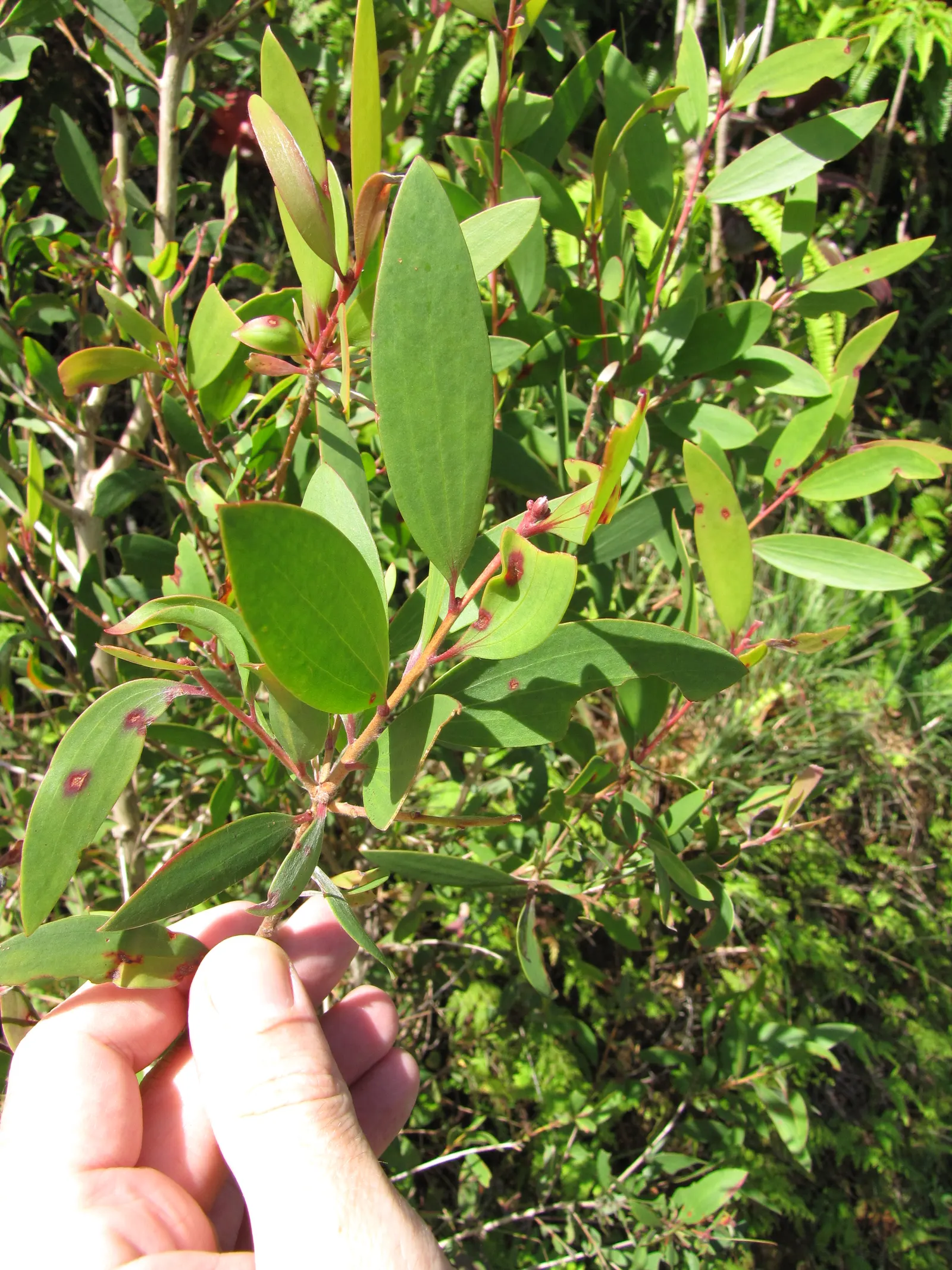 Cajeput (Melaleuca Quinquenervia) — remarkably tolerant of wind and adaptable to coastal conditions; tree for full