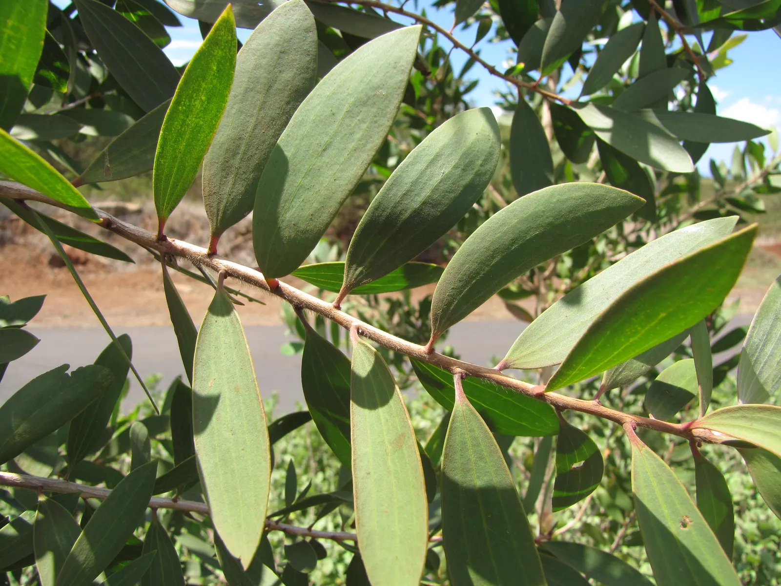 Cajeput (Melaleuca Quinquenervia) — a striking evergreen tree; its distinctive paper-like bark and narrow, lance-shaped leaves exude a strong aroma, image 63