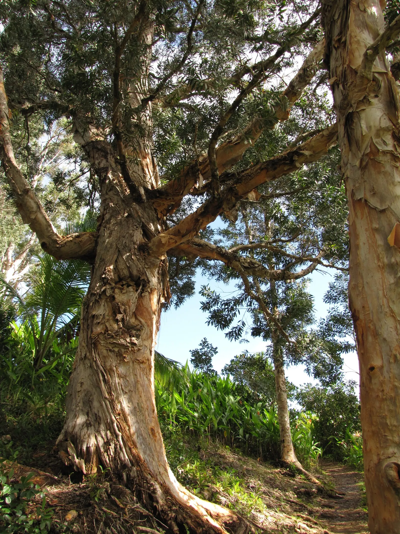 Cajeput (Melaleuca Quinquenervia) — tree with white blooms; gardeners should note the potential for invasiveness in some regions