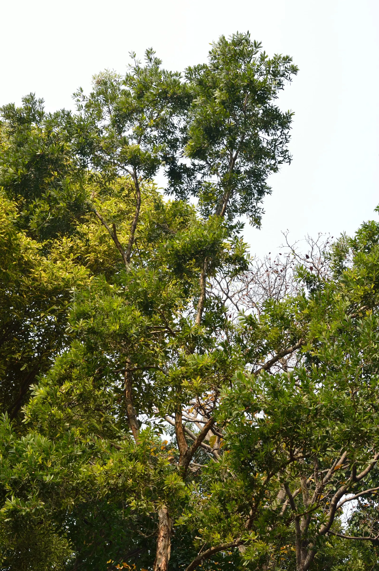 Cajeput (Melaleuca Quinquenervia) — originating from Australia and thriving in USDA zones 9 through 11