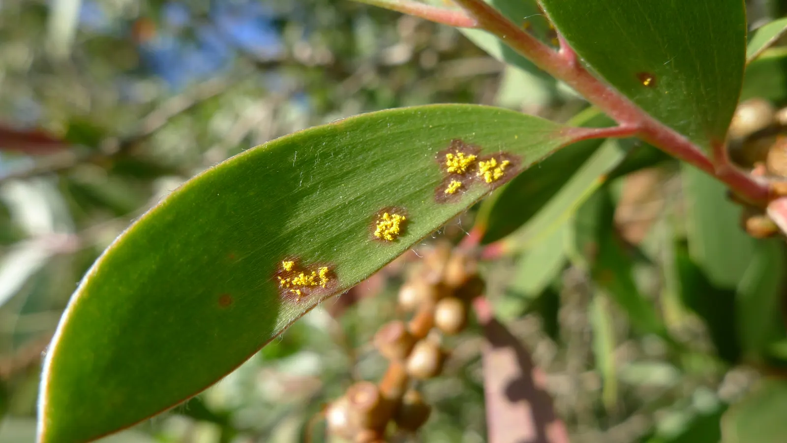Cajeput (Melaleuca Quinquenervia) — The profuse white, brush-like flowers attract pollinators, enhancing ecological value and visual interest; as, image 70