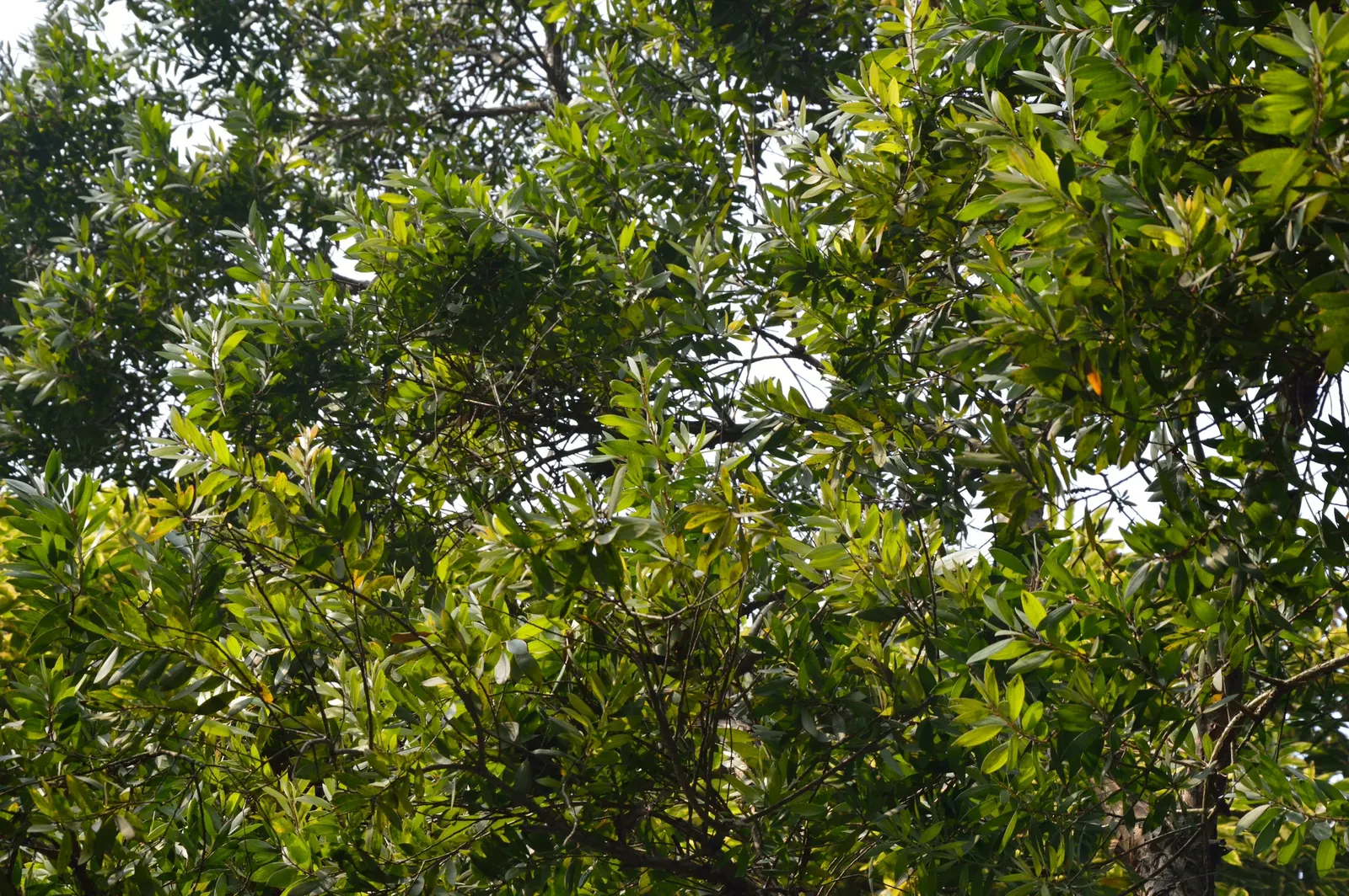 Cajeput (Melaleuca Quinquenervia) — Regular pruning may be necessary to maintain its shape and size