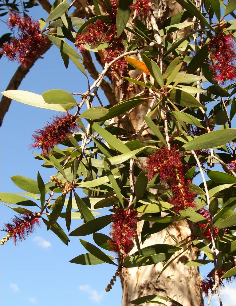 Cajeput (Melaleuca Quinquenervia) — this adaptable tree is ideal for wet areas; the profuse white, brush-like flowers attract pollinators, image 68