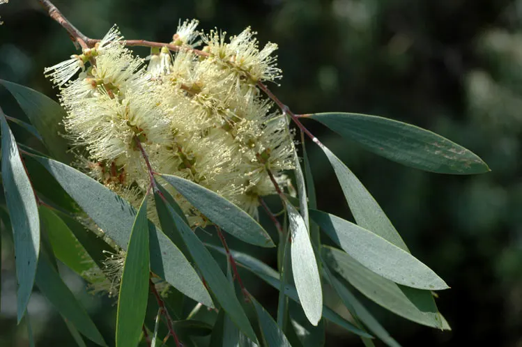 Cajeput (Melaleuca Quinquenervia) — making it an excellent choice for a resilient garden highlight