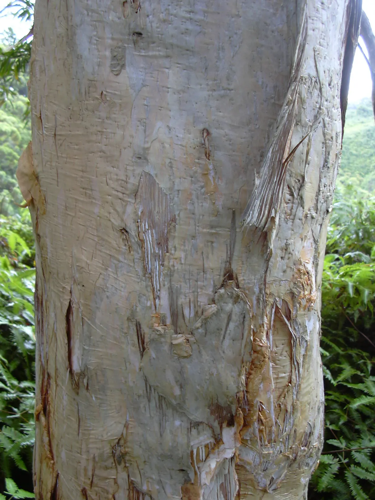Cajeput (Melaleuca Quinquenervia) — with a spread of 15‚Äì30 feet; well-drained sites.<br><br>Spring and summer bring forth a flush of, image 65