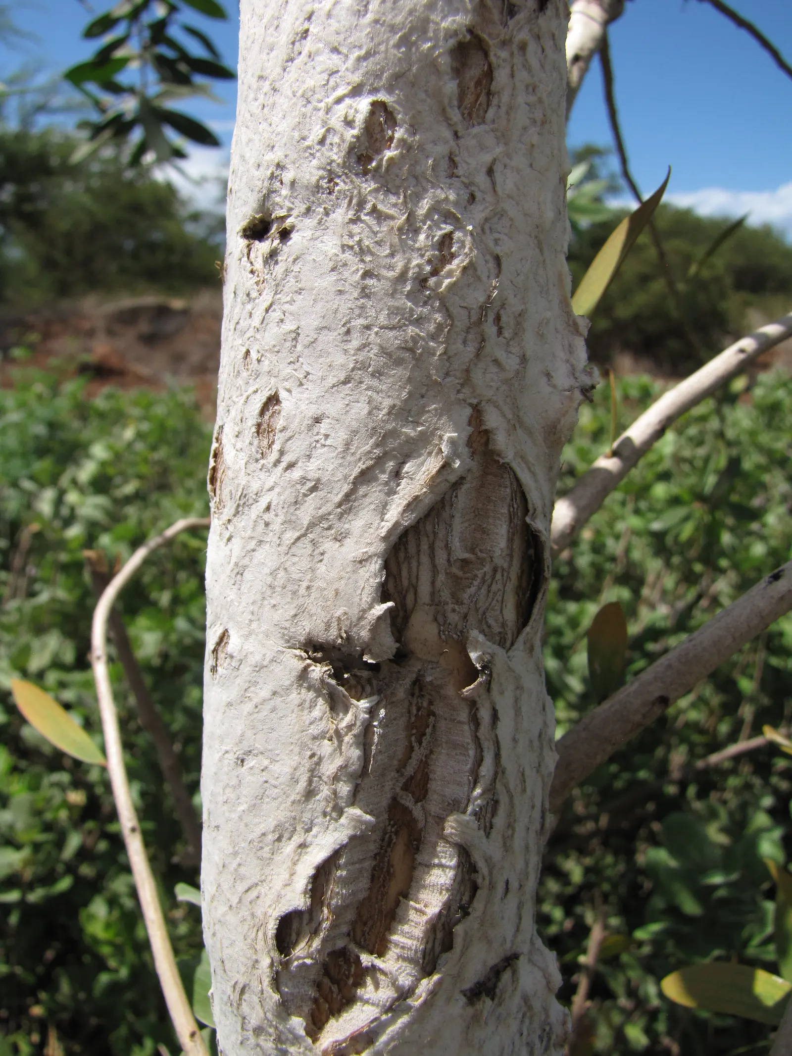 Cajeput (Melaleuca Quinquenervia) — Its distinctive paper-like bark and narrow, lance-shaped leaves exude a strong aroma when crushed; regular, image 66