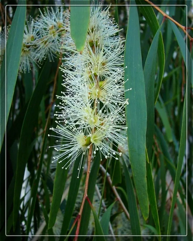 Cajeput (Melaleuca Quinquenervia) — tree for full