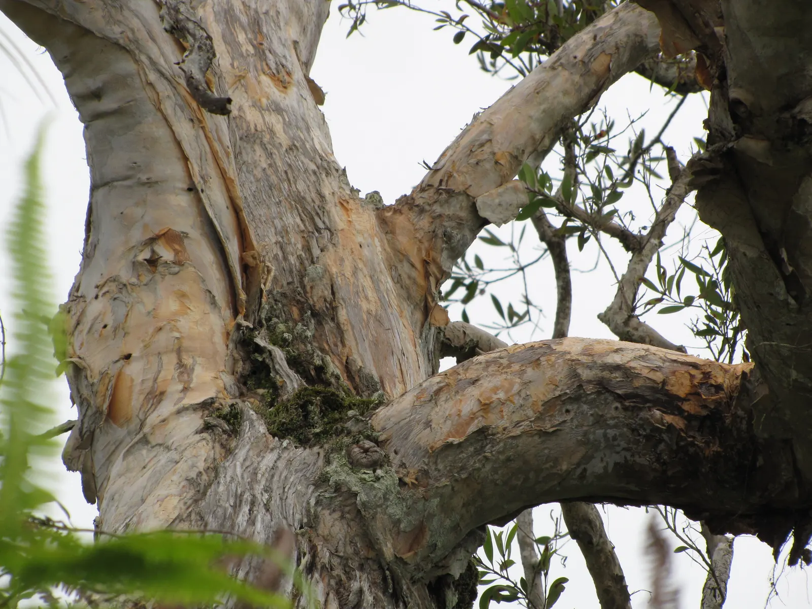 Cajeput (Melaleuca Quinquenervia) — tree for full; making it an excellent choice for a resilient garden highlight