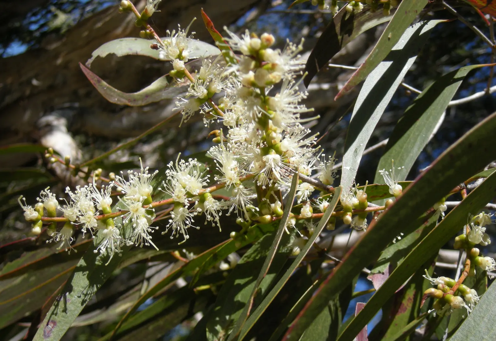 Cajeput (Melaleuca Quinquenervia) — white flowers in the garden