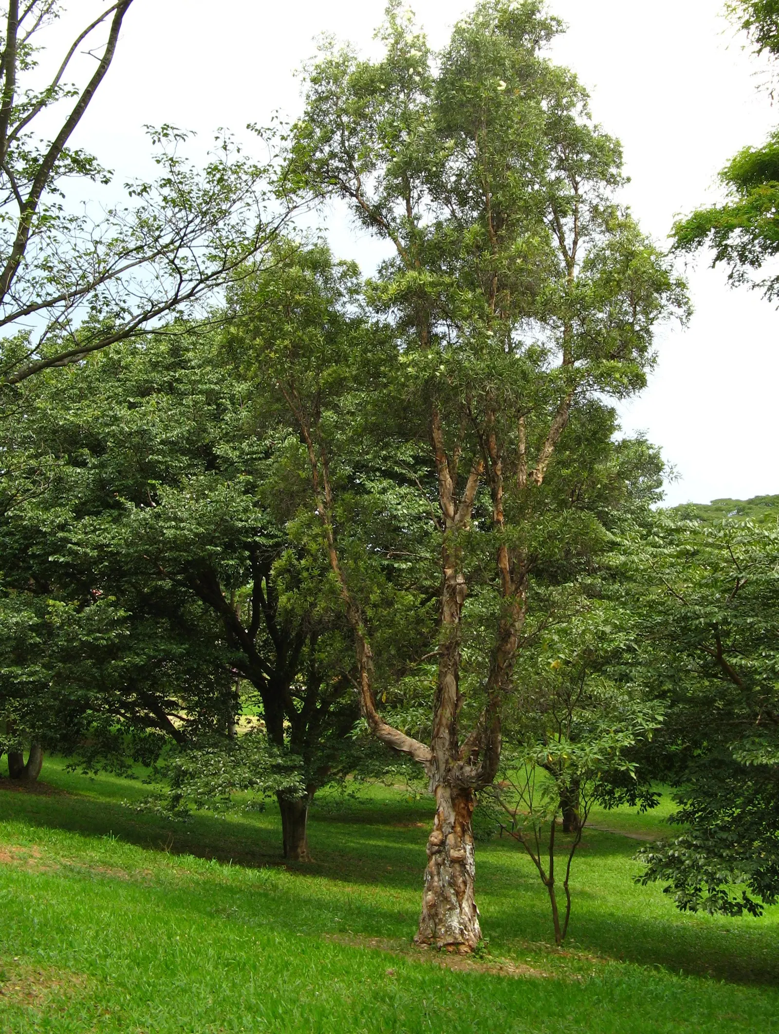 Cajeput (Melaleuca Quinquenervia) — The Cajeput provides year-round interest and utility; it's advisable to account for its rapid growth rate and tendency to