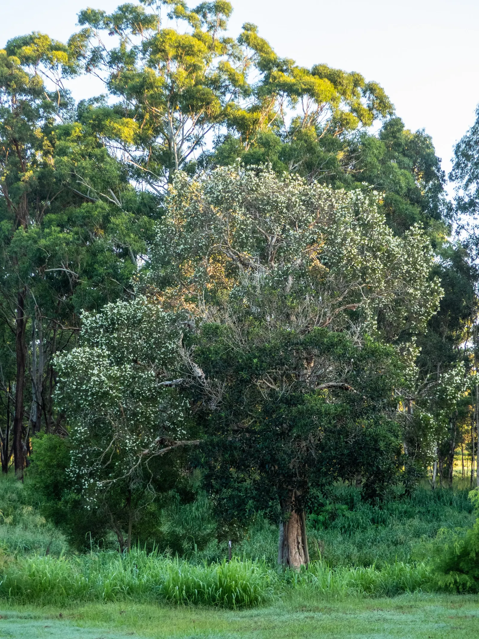 Cajeput (Melaleuca Quinquenervia) — with a spread of 15‚Äì30 feet