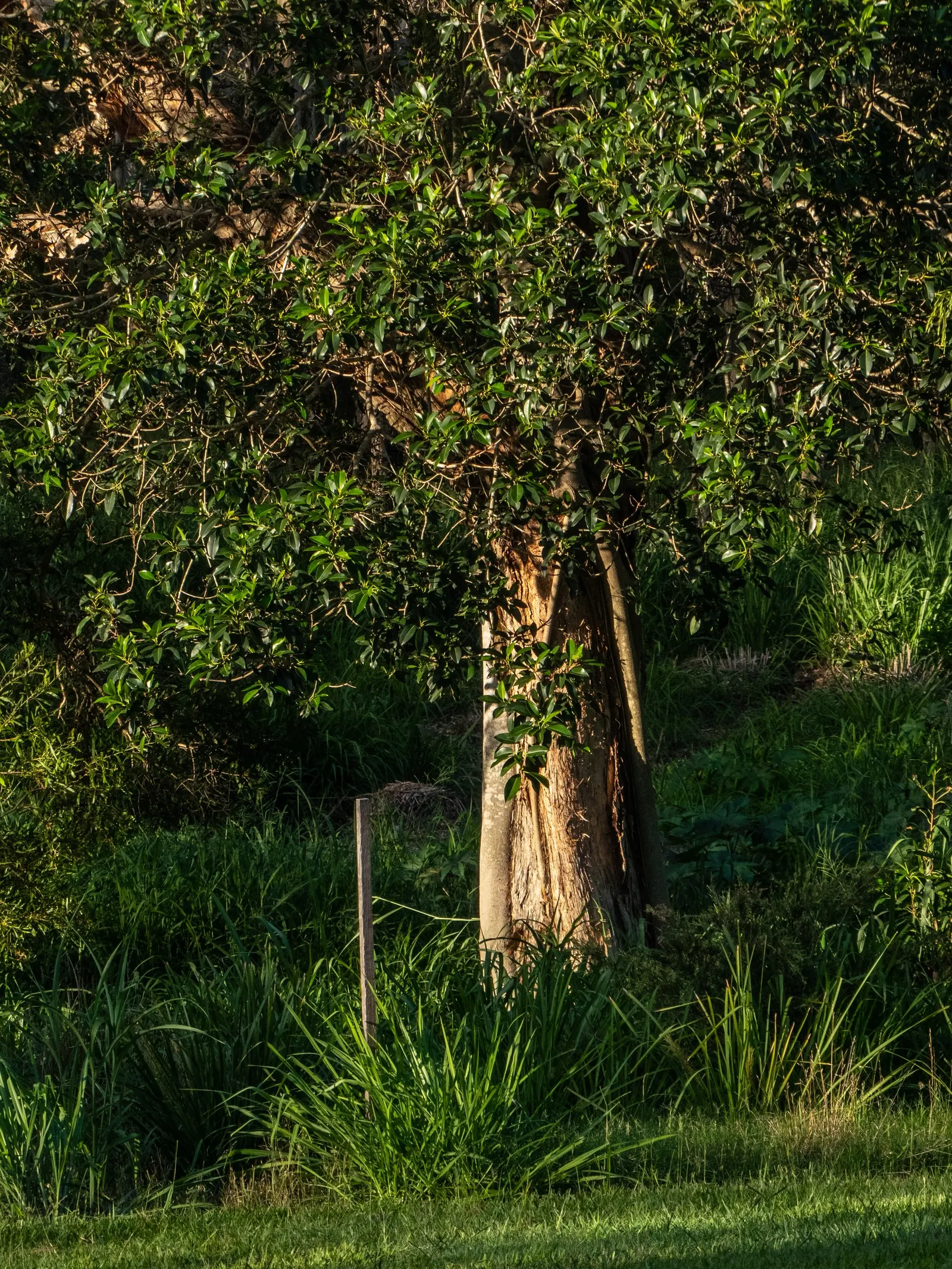 Cajeput (Melaleuca Quinquenervia) — which release a camphoraceous aroma when crushed; the Cajeput provides year-round interest and utility, image 75