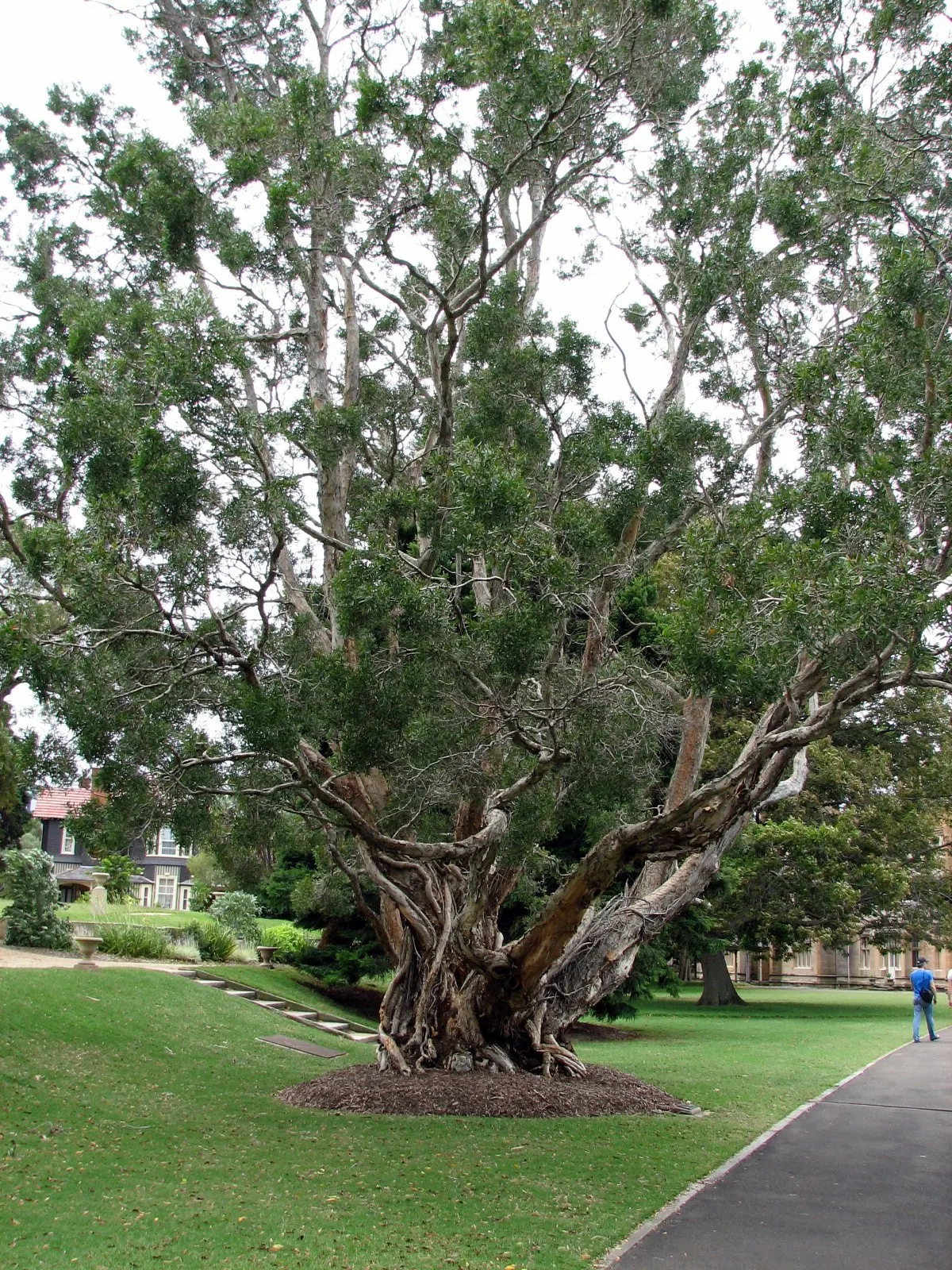 Cajeput (Melaleuca Quinquenervia) — Its distinctive paper-like bark and narrow, lance-shaped leaves exude a strong aroma when crushed