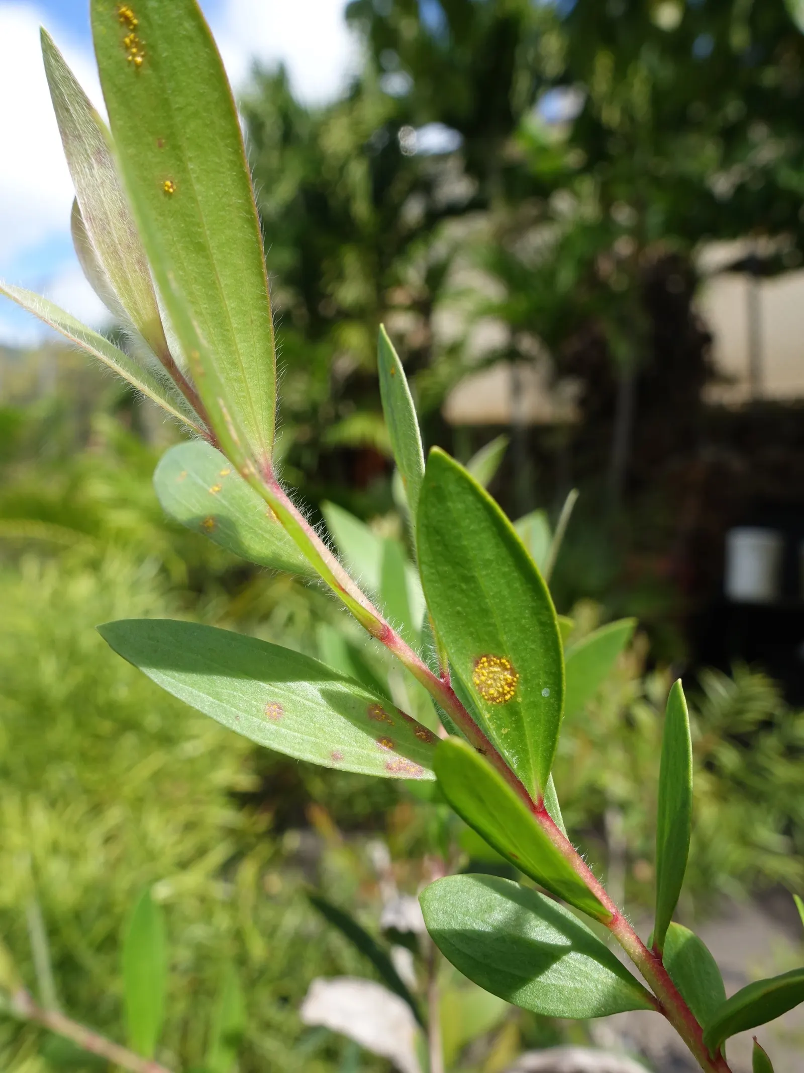 Cajeput (Melaleuca Quinquenervia) — is a distinctive and hardy evergreen tree; flourishing in full sun to partial shade, image 72