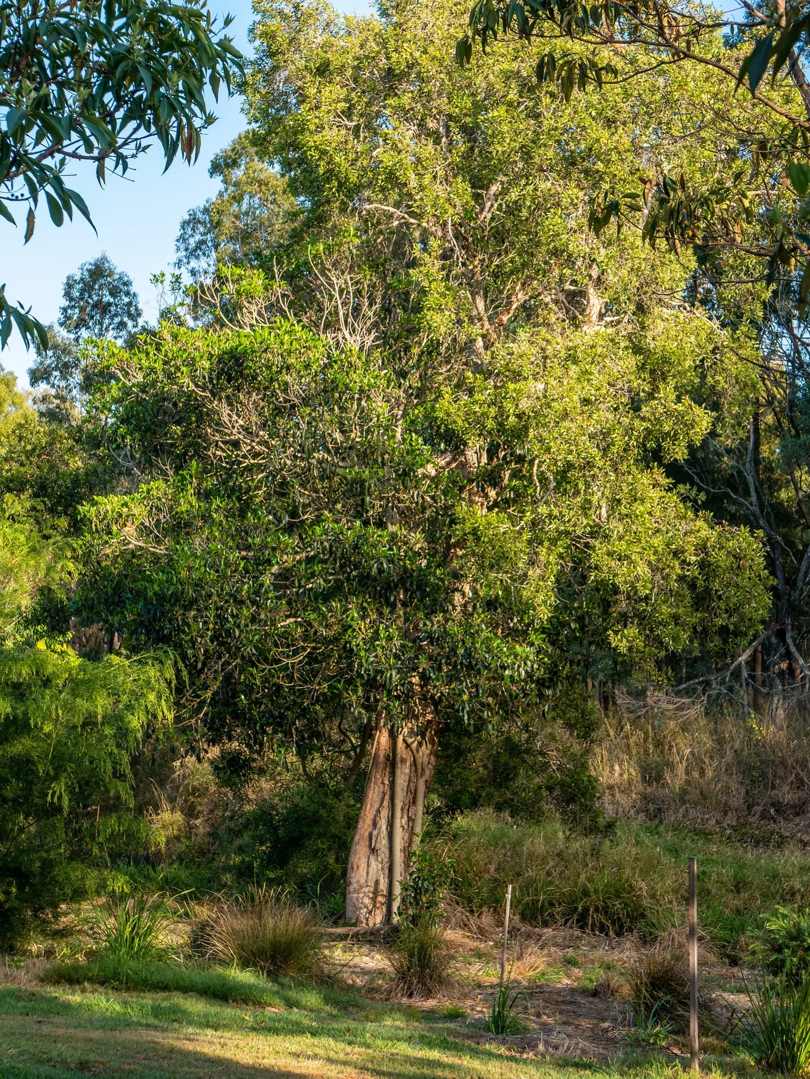 Cajeput (Melaleuca Quinquenervia) — Recognized for its paperbark-esque trunk and leathery; creamy white flowers that are rich in nectar, image 74