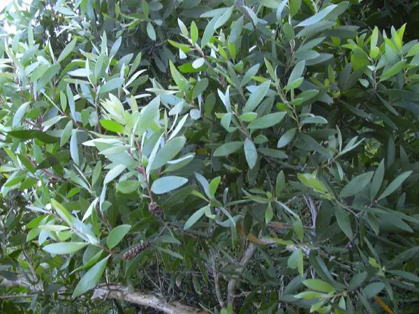 Cajeput (Melaleuca Quinquenervia) — originating from Australia and thriving in USDA zones 9 through 11; recognized for its paperbark-esque trunk, image 73