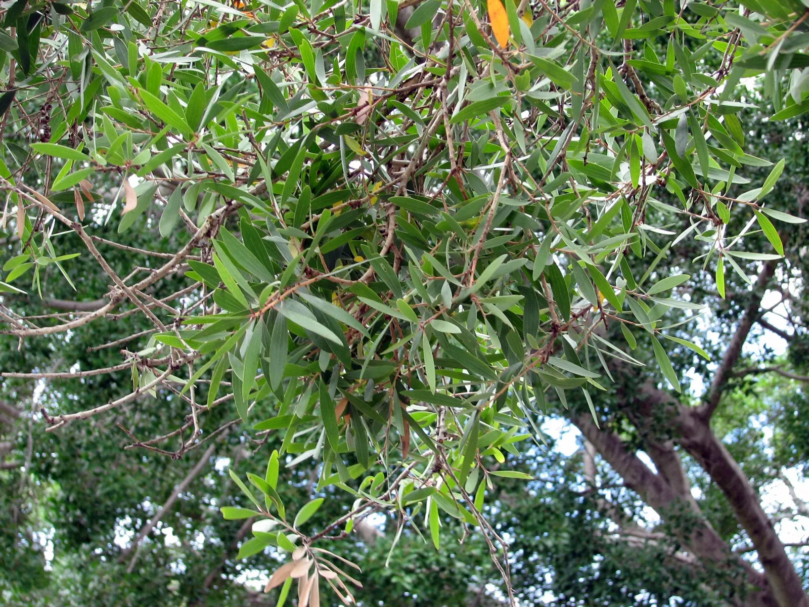 Cajeput (Melaleuca Quinquenervia) — as the Cajeput tends to self-seed prolifically
