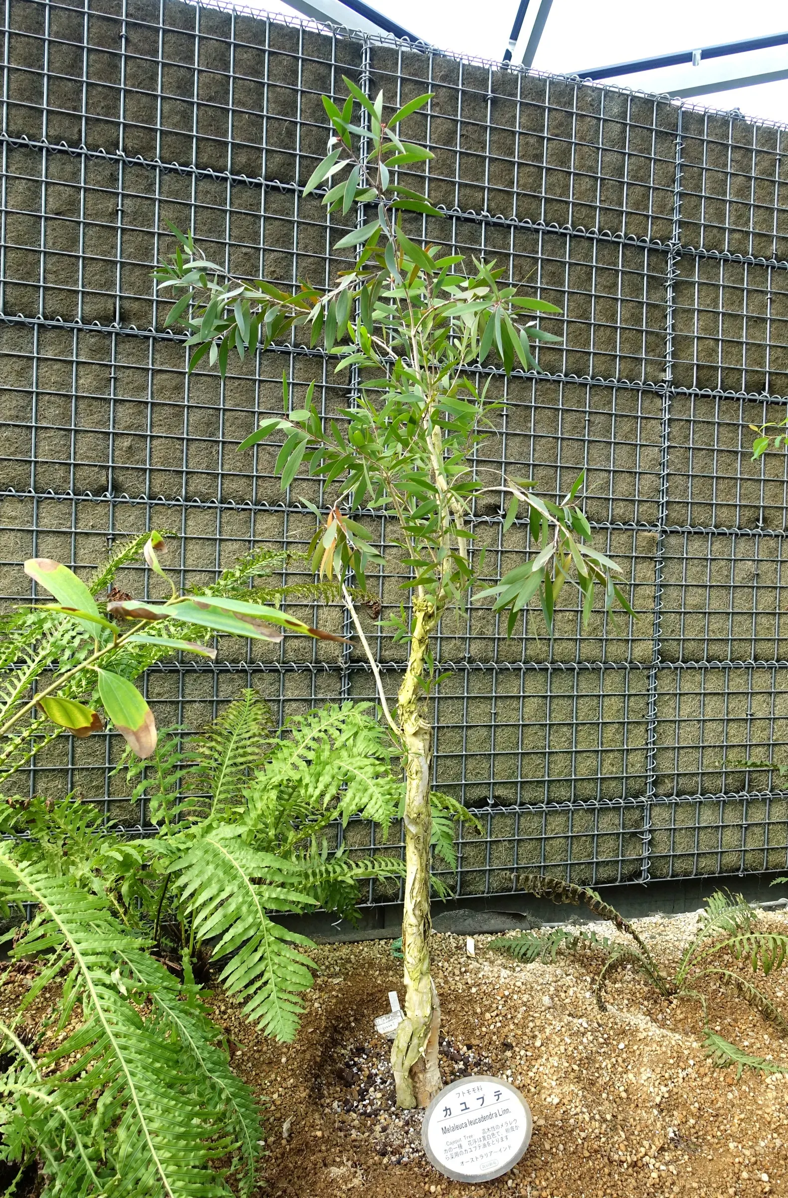 Cajeput (Melaleuca Quinquenervia) — Flourishing in full sun to partial shade
