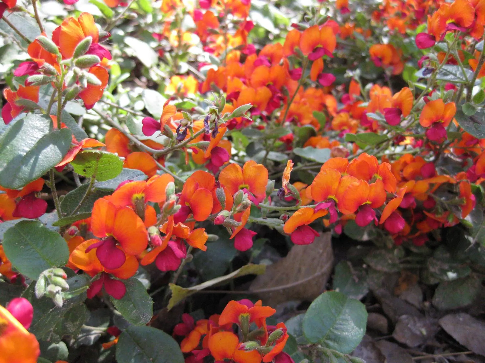 Heart-Leaf Flame Pea (Chorizema 'Bush Flame') — it boasts fiery orange-red flowers that bloom in spring