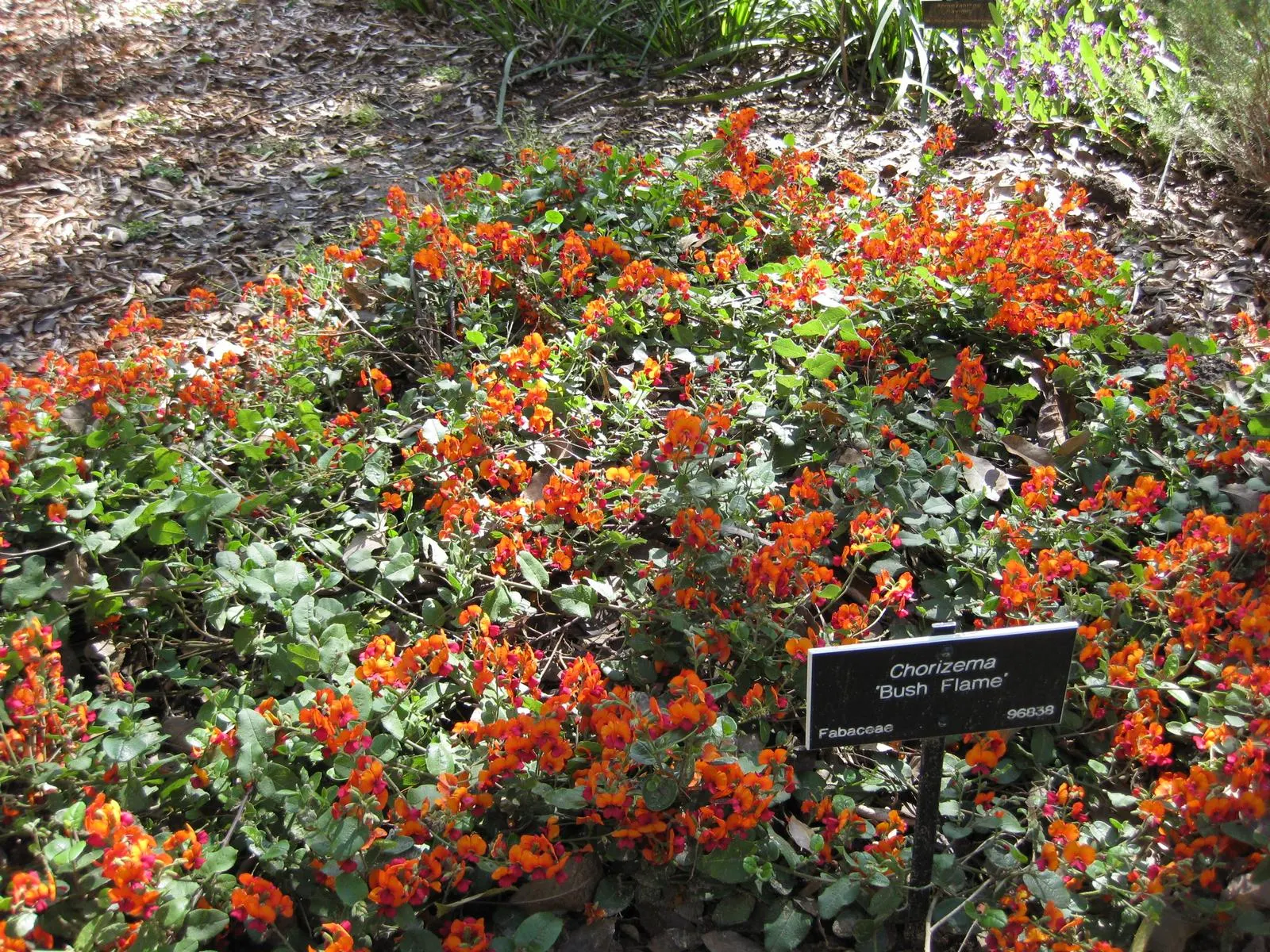 Heart-Leaf Flame Pea (Chorizema 'Bush Flame') — Hardiness to 25&deg;F; ideal for adding color contrast in USDA zones 9-11