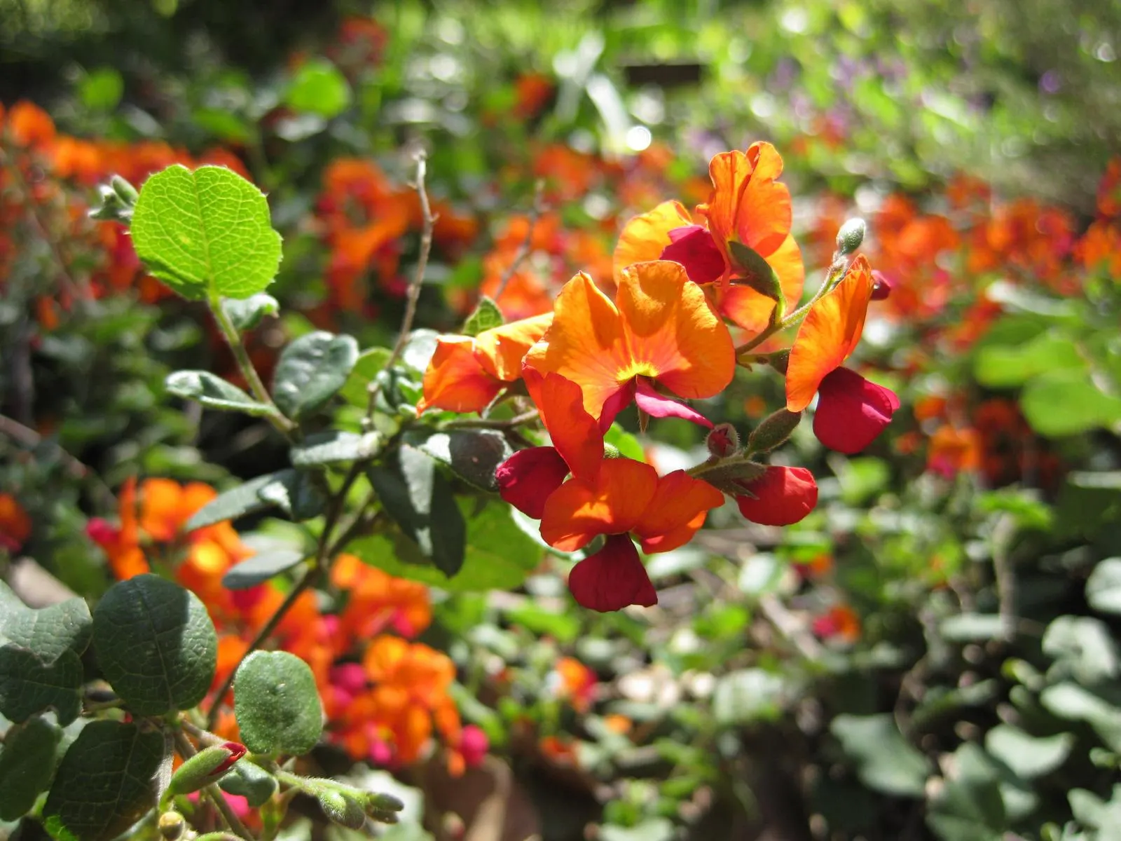 Heart-Leaf Flame Pea (Chorizema 'Bush Flame') — Perfect for containers or as a low-maintenance, showy border specimen