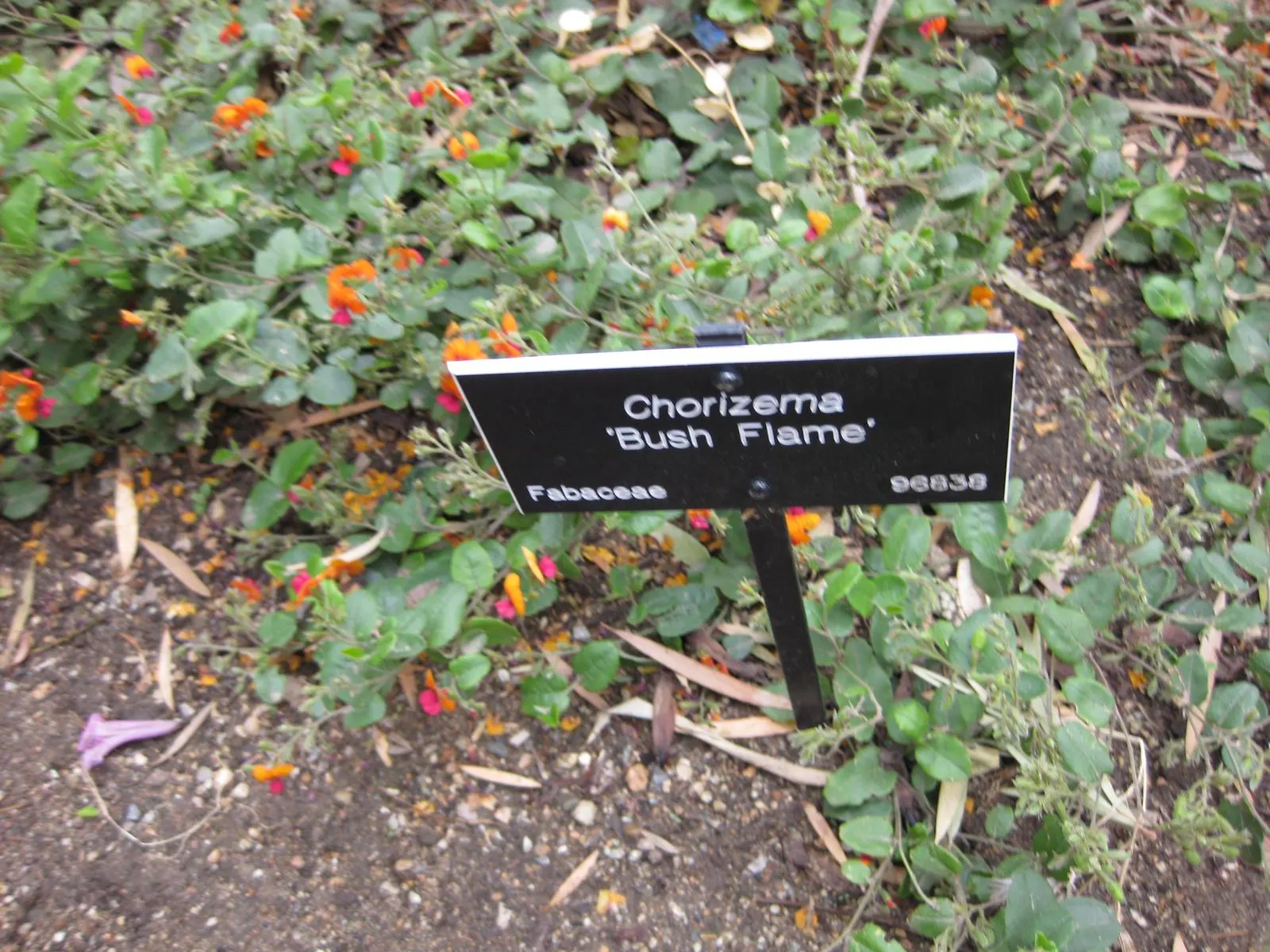 Heart-Leaf Flame Pea (Chorizema 'Bush Flame') — scientifically named Chorizema 'Bush Flame'