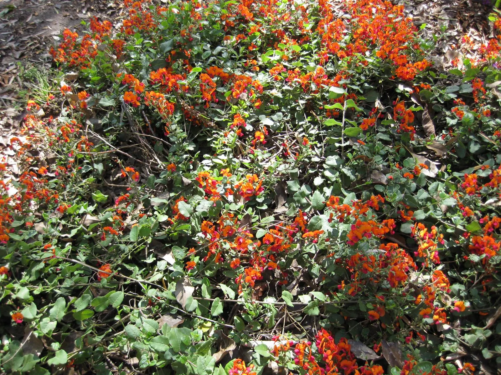 Heart-Leaf Flame Pea (Chorizema 'Bush Flame') — This water-wise plant thrives in well-draining soil and full sun to part shade