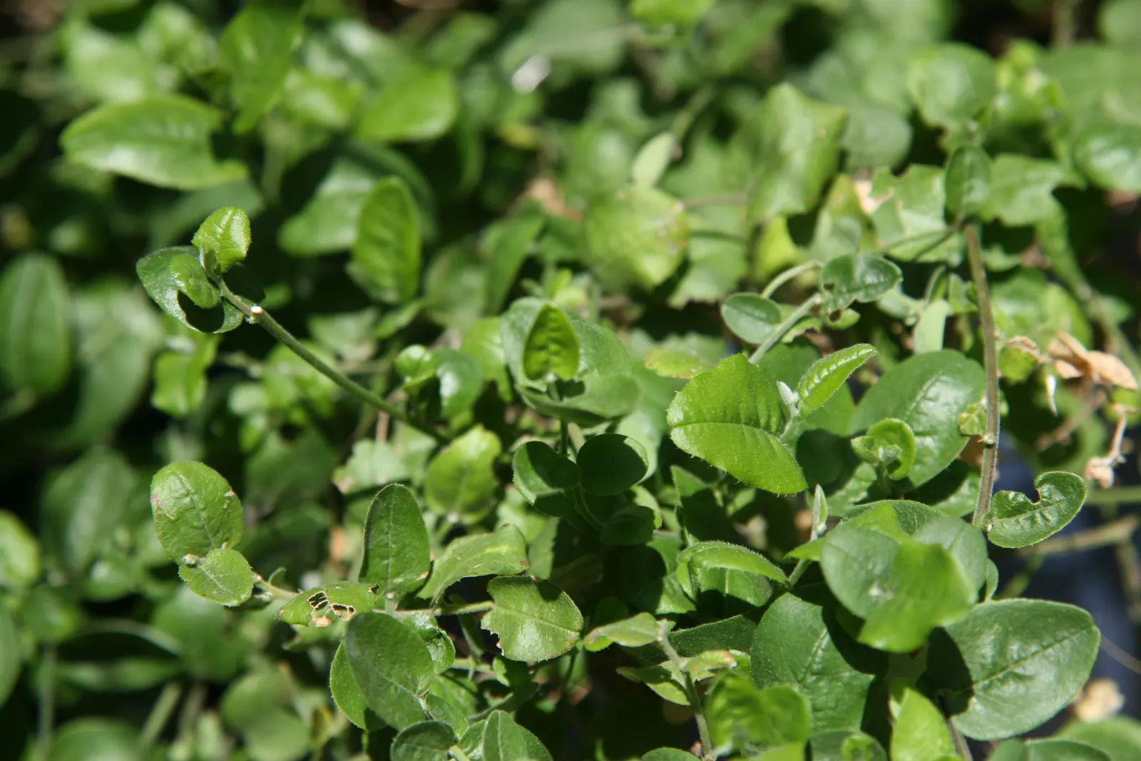 Heart-Leaf Flame Pea (Chorizema 'Bush Flame') — Growing 2-3 feet tall and wide