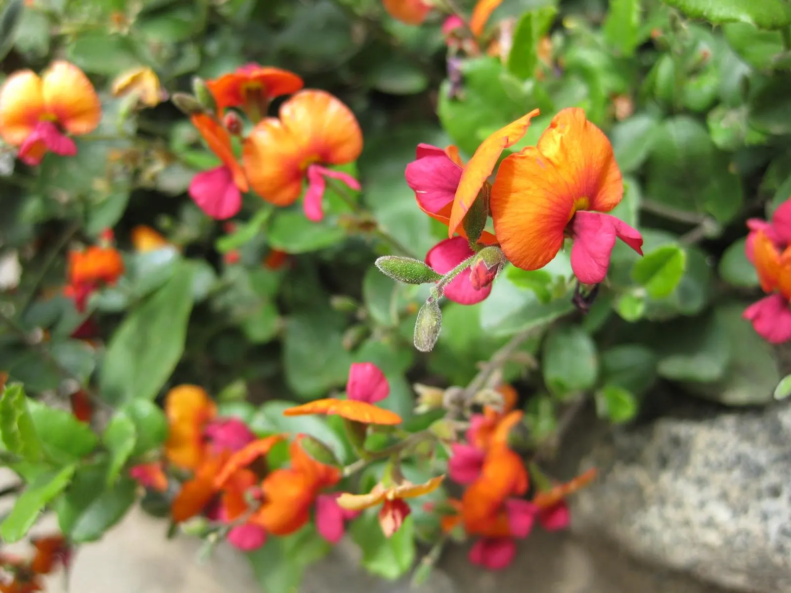Heart-Leaf Flame Pea (Chorizema 'Bush Flame') — This evergreen shrub typically reaches a size of about 2 to 3 feet in both height and spread