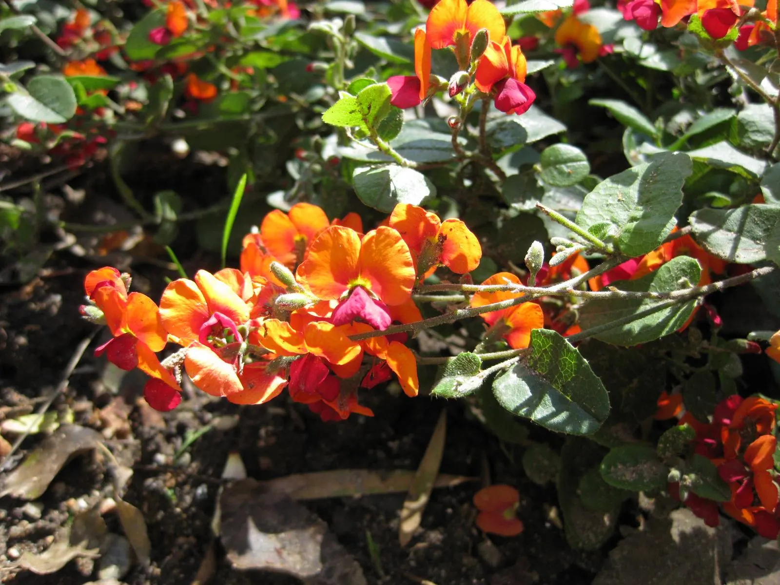 Heart-Leaf Flame Pea (Chorizema 'Bush Flame') — The Heart-Leaf Flame Pea, Chorizema 'Bush Flame', is an evergreen shrub with vibrant foliage
