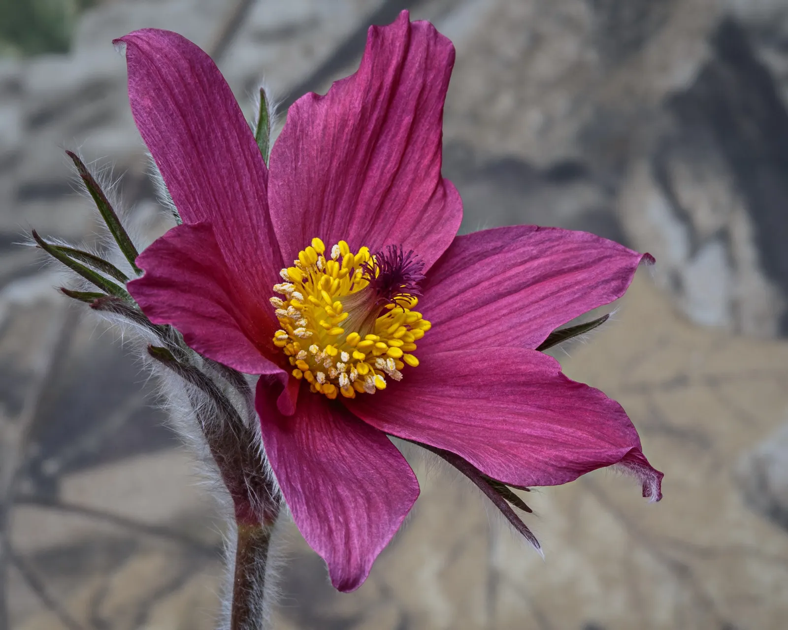 Red Pasque Flower (Pulsatilla Vulgaris 'Rubra') — typically unfurling its vividly-hued flowers from April to May