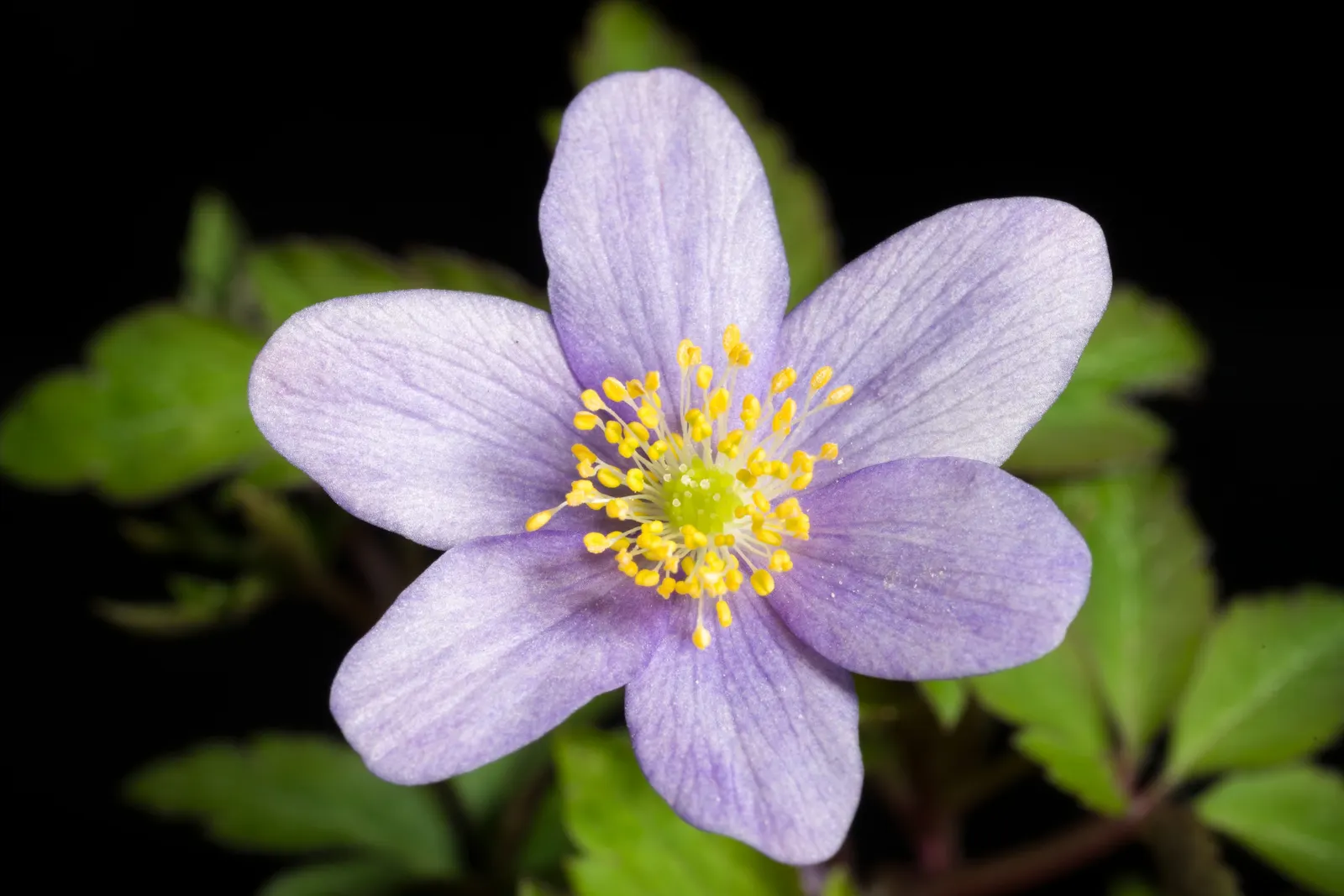 Red Pasque Flower (Pulsatilla Vulgaris 'Rubra') — This low-maintenance plant prefers full sun to partial shade and well-drained soil