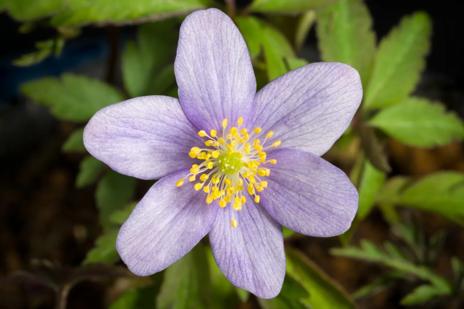 Red Pasque Flower (Pulsatilla Vulgaris 'Rubra') — The Red Pasque Flower (Pulsatilla vulgaris 'Rubra') is a captivating perennial with bell-shaped