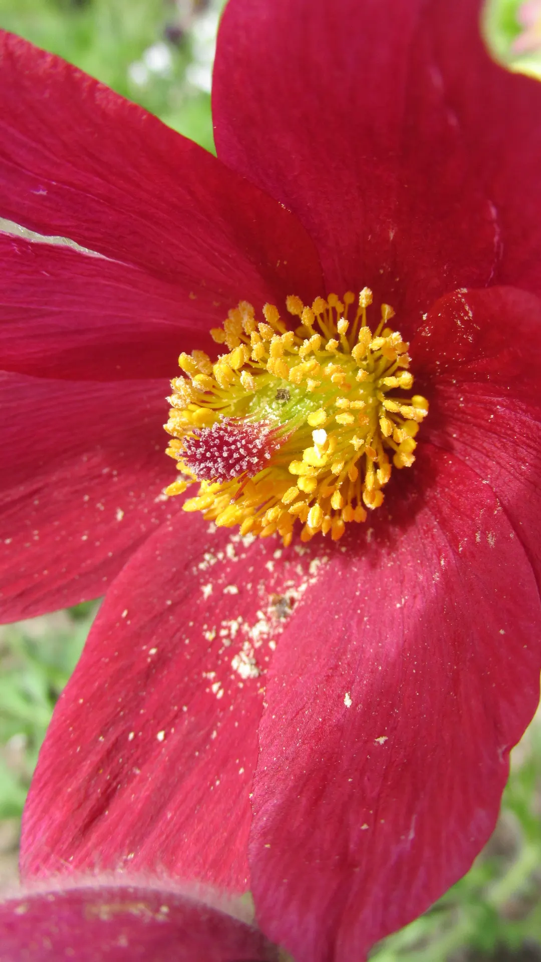 Red Pasque Flower (Pulsatilla Vulgaris 'Rubra') — This herbaceous perennial is best known for its early spring bloom