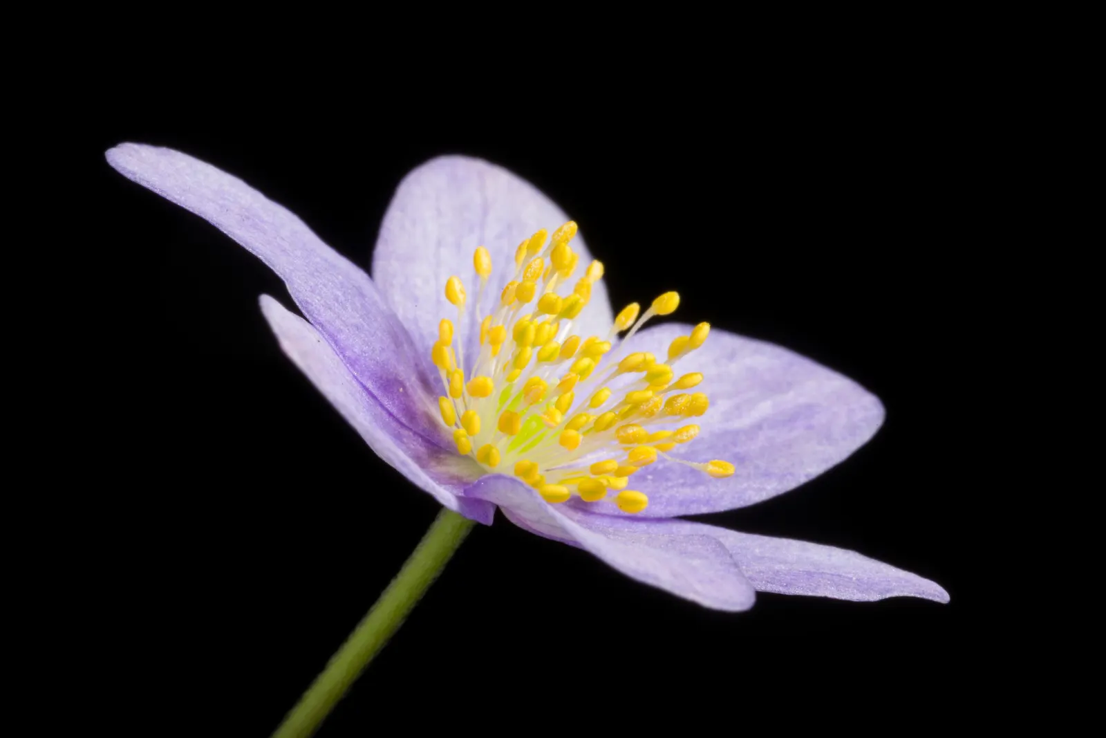 Red Pasque Flower (Pulsatilla Vulgaris 'Rubra') — offers a striking burst of rich