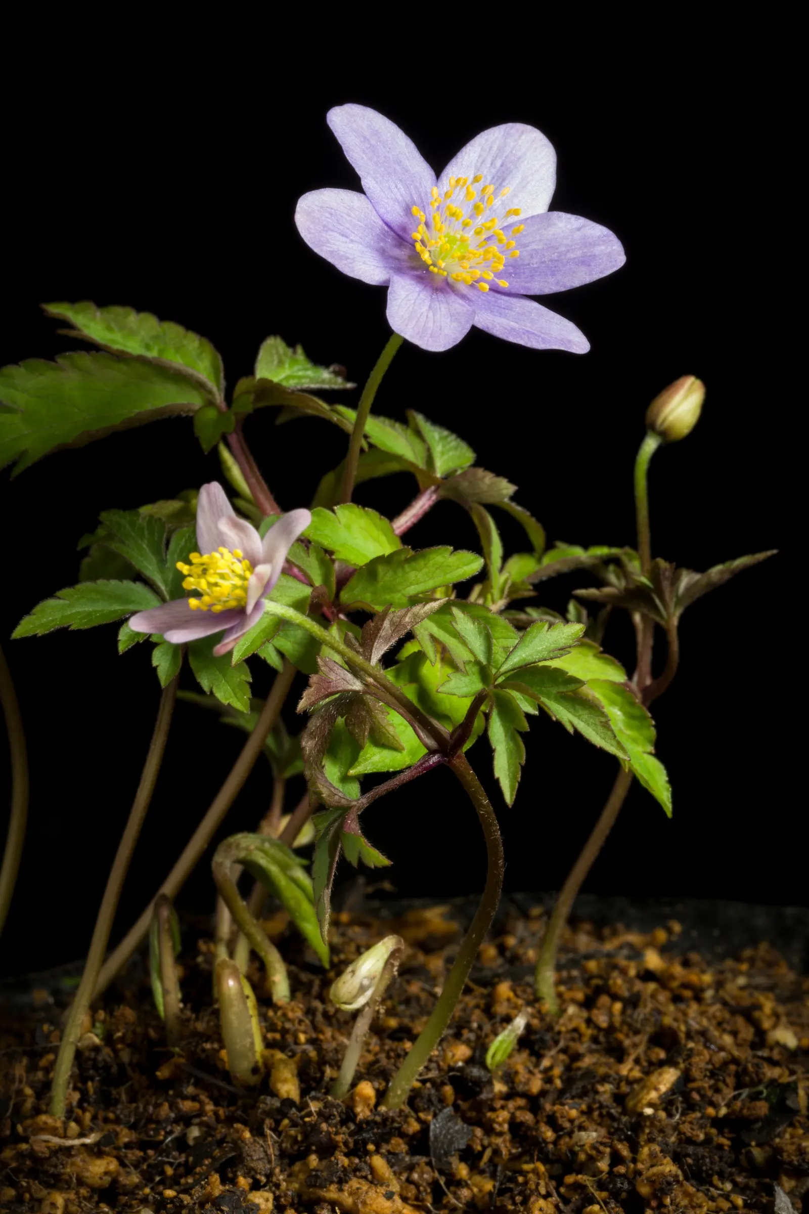 Red Pasque Flower (Pulsatilla Vulgaris 'Rubra') — Known for being drought-tolerant