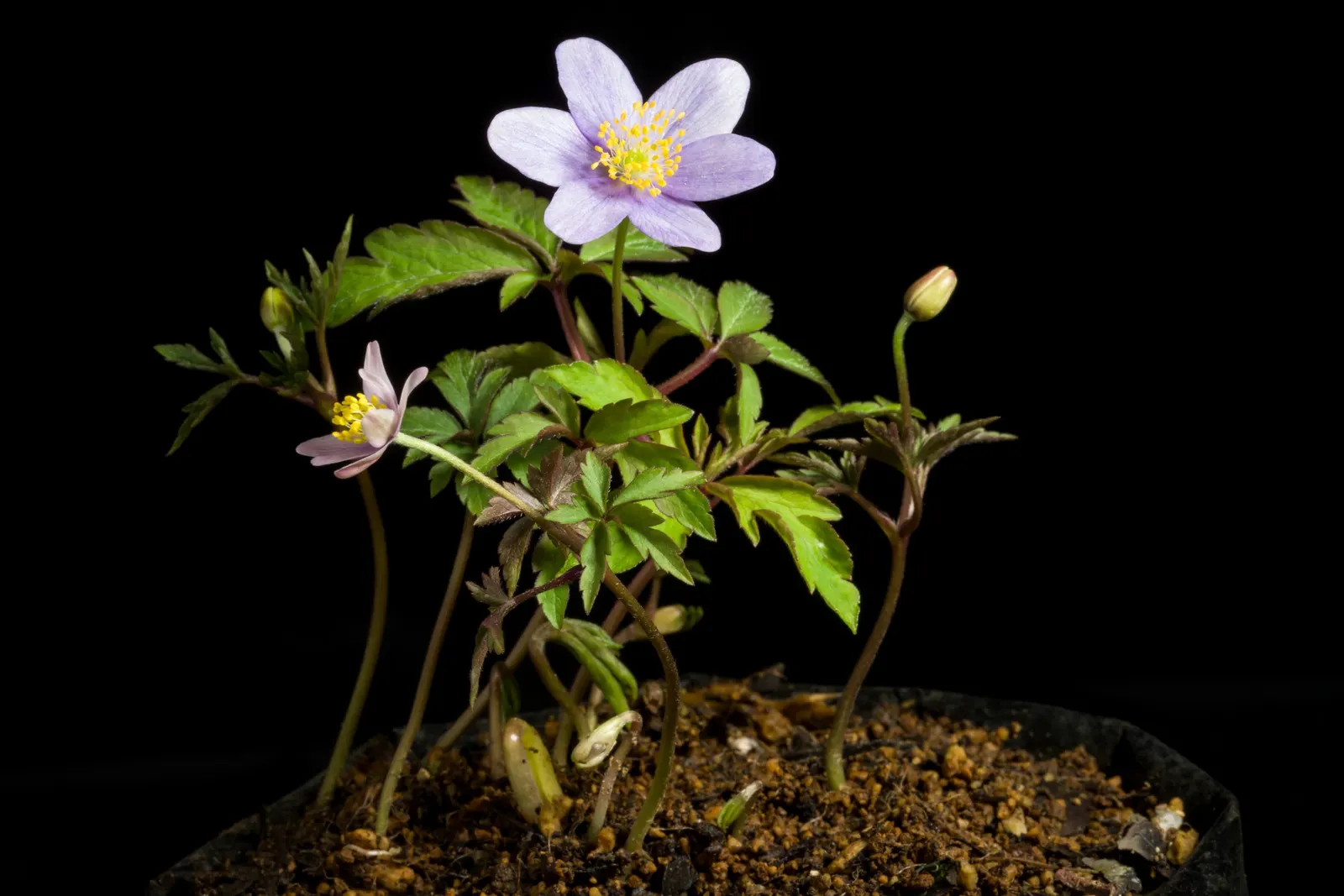 Red Pasque Flower (Pulsatilla Vulgaris 'Rubra') — crimson color to any garden design