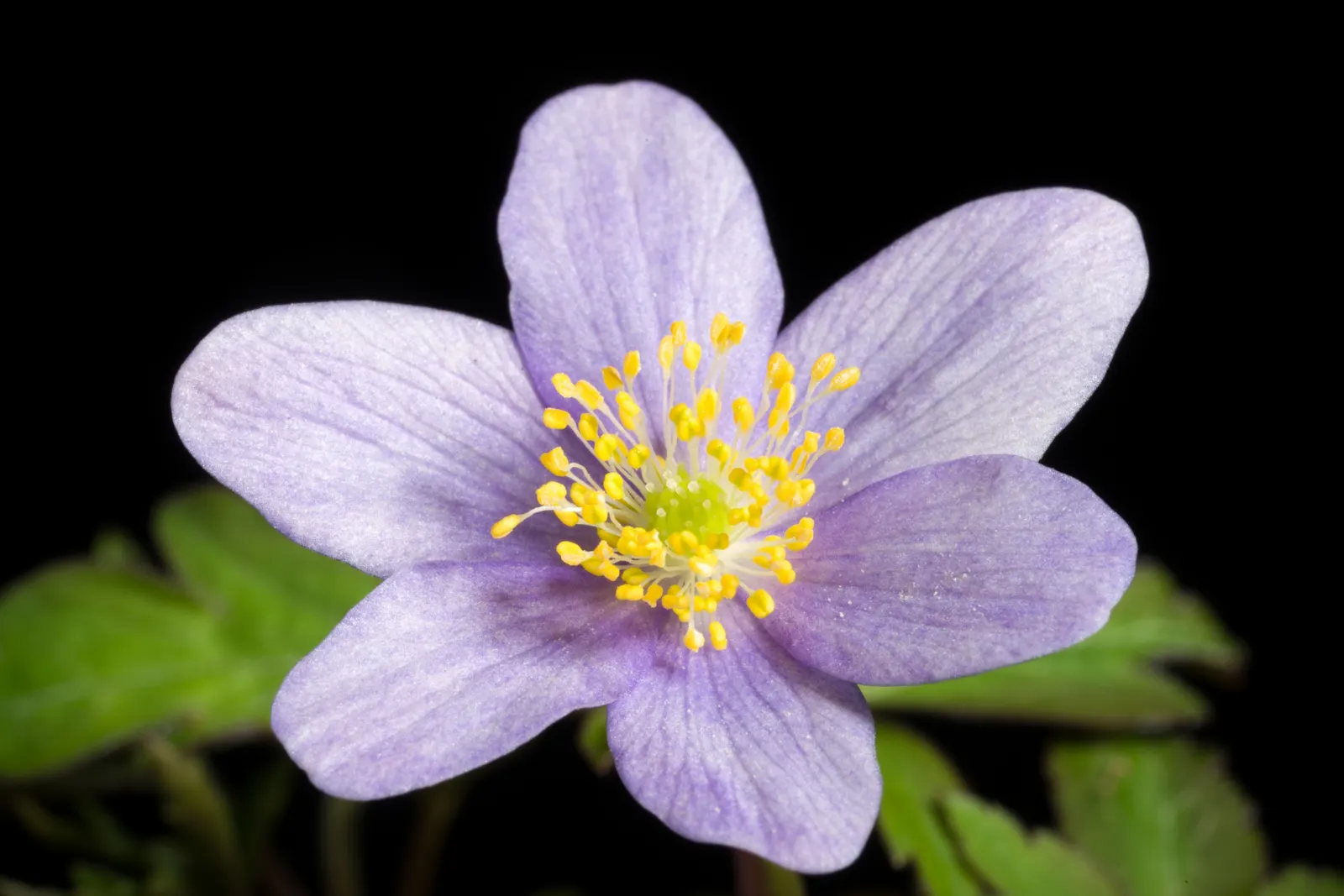 Red Pasque Flower (Pulsatilla Vulgaris 'Rubra') — Blooming in early spring, each flower stands atop a 6-12 inch stalk amidst fern-like foliage